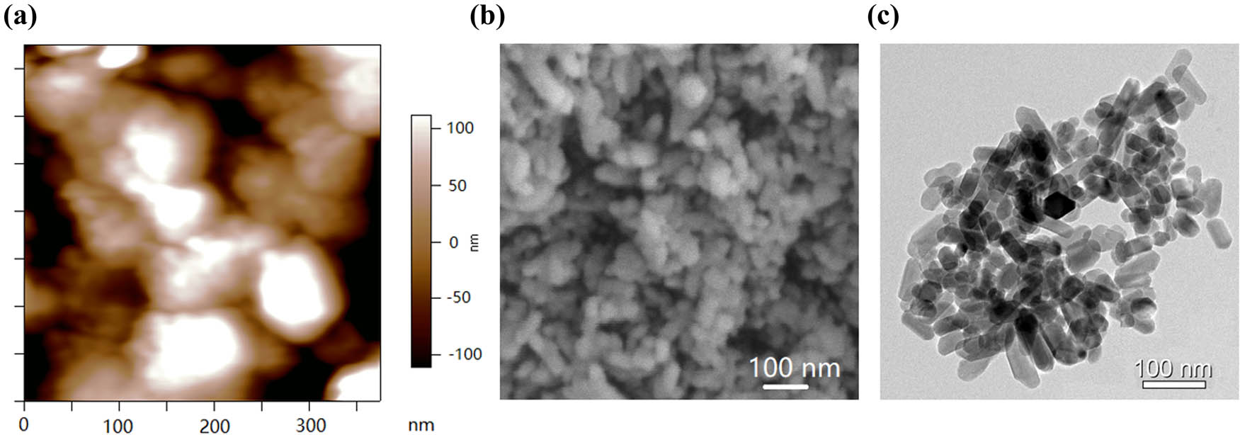 Figure 1 
                  The morphology of the n-HA powders, based on the calculation of image J processing software, the average diameter of the HA powders was 75 ± 20 nm. (a) AFM image of the n-HA powders; (b) SEM image of the n-HA powders; and (c) TEM image of n-HA powders.
               