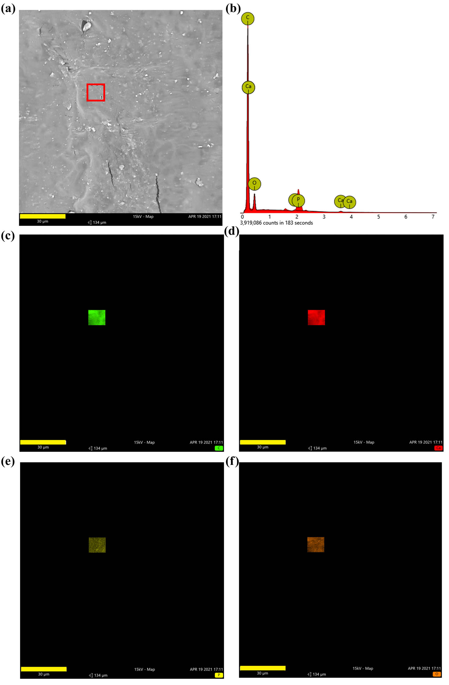 Figure 3 
                  Composition of composite material. (a) EDS was used to detect the composition and element distribution in the rectangular area (marked in red) on the surface of the composite material; (b) carbon (C), calcium (Ca), phosphorus (P), and oxygen (O) were detected in the composite material; and (c–f) the distribution of C, Ca, P, and O (bar = 30 μm).
               