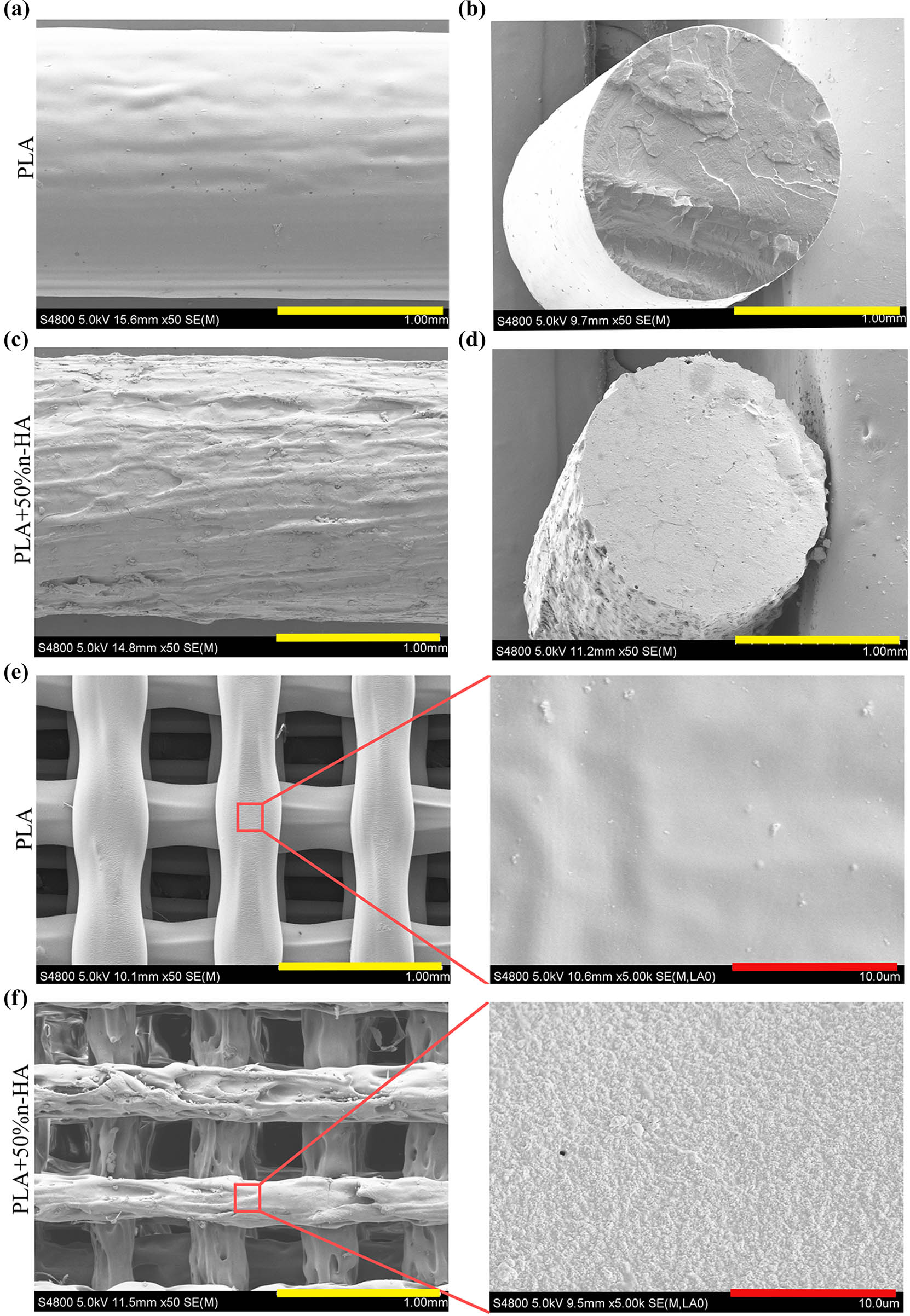 Figure 4 
                  Filaments and 3D printed scaffolds under SEM. SEM images of the surface (a) and the cross section (b) of PLA filament; SEM images of the surface (c) and the cross section (d) of PLA/n-HA composite filament; (e) SEM image of 3D printed PLA scaffolds and its magnification image (right); and (f) SEM image of 3D printed PLA/n-HA composite scaffolds and its magnification image (right) (bars, yellow = 1 mm; red = 10 μm).
               