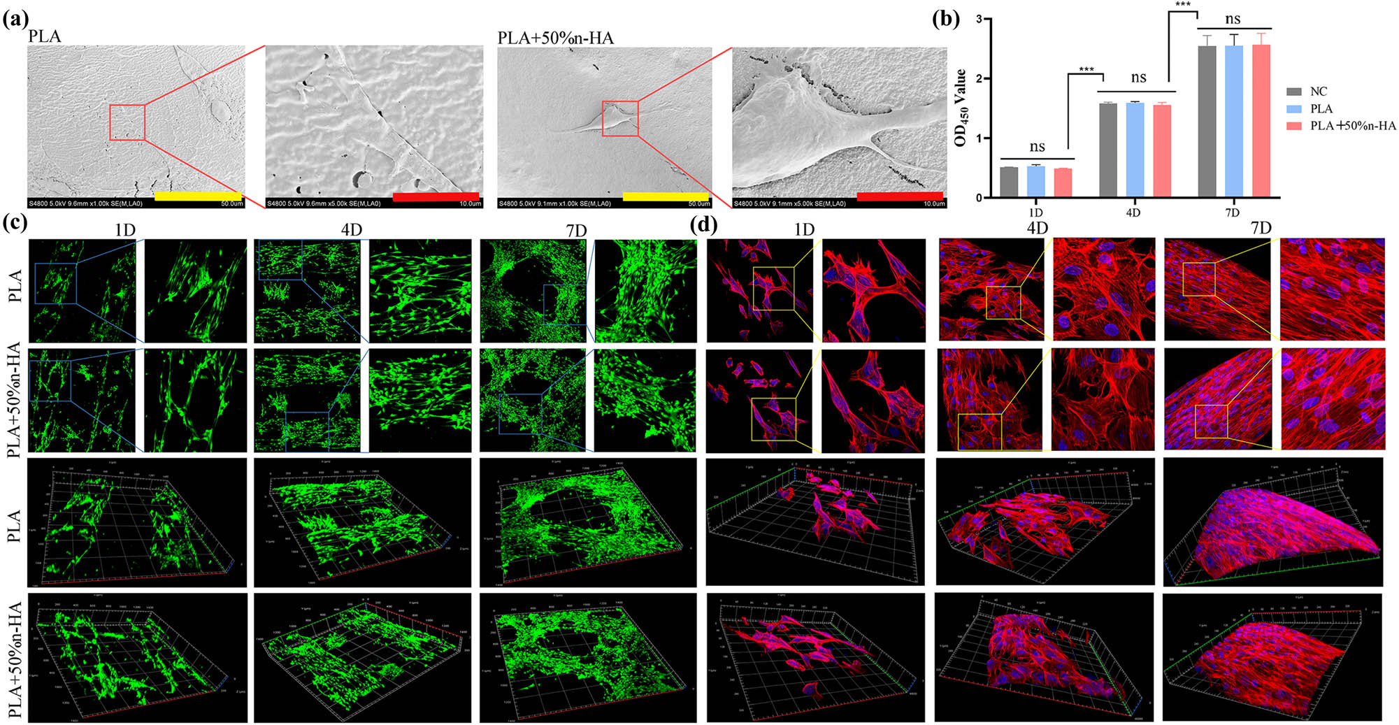 Figure 6 
                  Biocompatibility of 3D-printed scaffolds. (a) 3D printing PLA and PLA/n-HA scaffolds loaded with BMSCs under SEM (bar, low power = 50 μm; high power = 10 μm); (b) cell activity and cytotoxicity tests of BMSCs on PLA and PLA/n-HA scaffolds for 1, 4, and 7 days; (c) live/dead cell staining of BMSCs on 3D printing PLA and PLA/n-HA scaffolds for 1, 4, and 7 days; and (d) cytoskeleton F-actin-stained BMSCs on scaffolds on day 1, 4, and 7. ***p < 0.001.
               