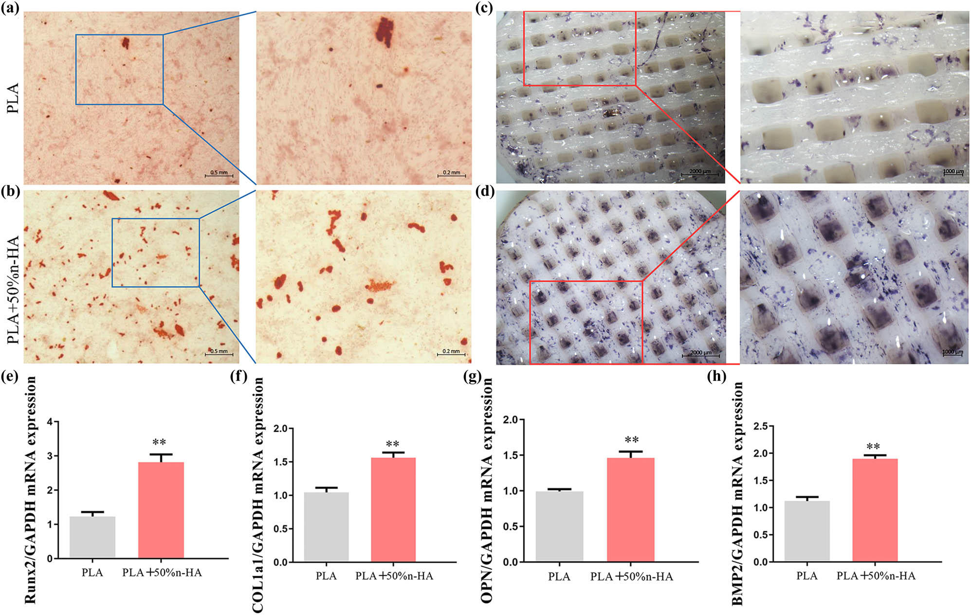 Figure 7 
                  Osteogenic induction of 3D-printed scaffolds. (a) Mineralized extracellular matrix production of BMSCs on PLA scaffolds; (b) alizarin red S staining of BMSCs on PLA/n-HA composites scaffolds; (c) alkaline phosphatase activity of BMSCs was conducted on PLA scaffolds; (d) results of induction effect of BMSCs of alkaline phosphatase staining on PLA/n-HA composites scaffolds (bar, low power = 0.5 mm; high power = 0.2 mm); and (e–h) the expression of osteogenic genes in BMSCs on PLA and PLA/n-HA composites scaffolds. Runt-related transcription factor 2 (Runx2), type I collagen a1 (Col1a1), osteopontin (OPN), and bone morphogenetic protein-2 (BMP2), **p < 0.05.
               