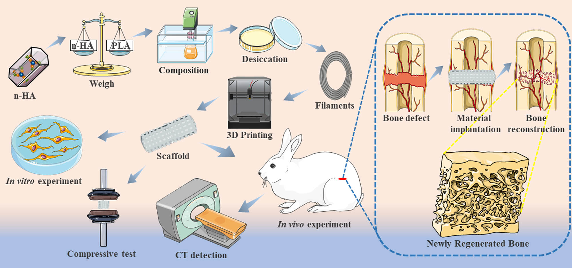 Figure 10 
            Schematic illustration of the experimental process. PLA and n-HA were uniformly mixed in a 50:50% ratio to make the composite material. Composite scaffolds were printed for material characterization and in vitro and in vivo experiments.
         