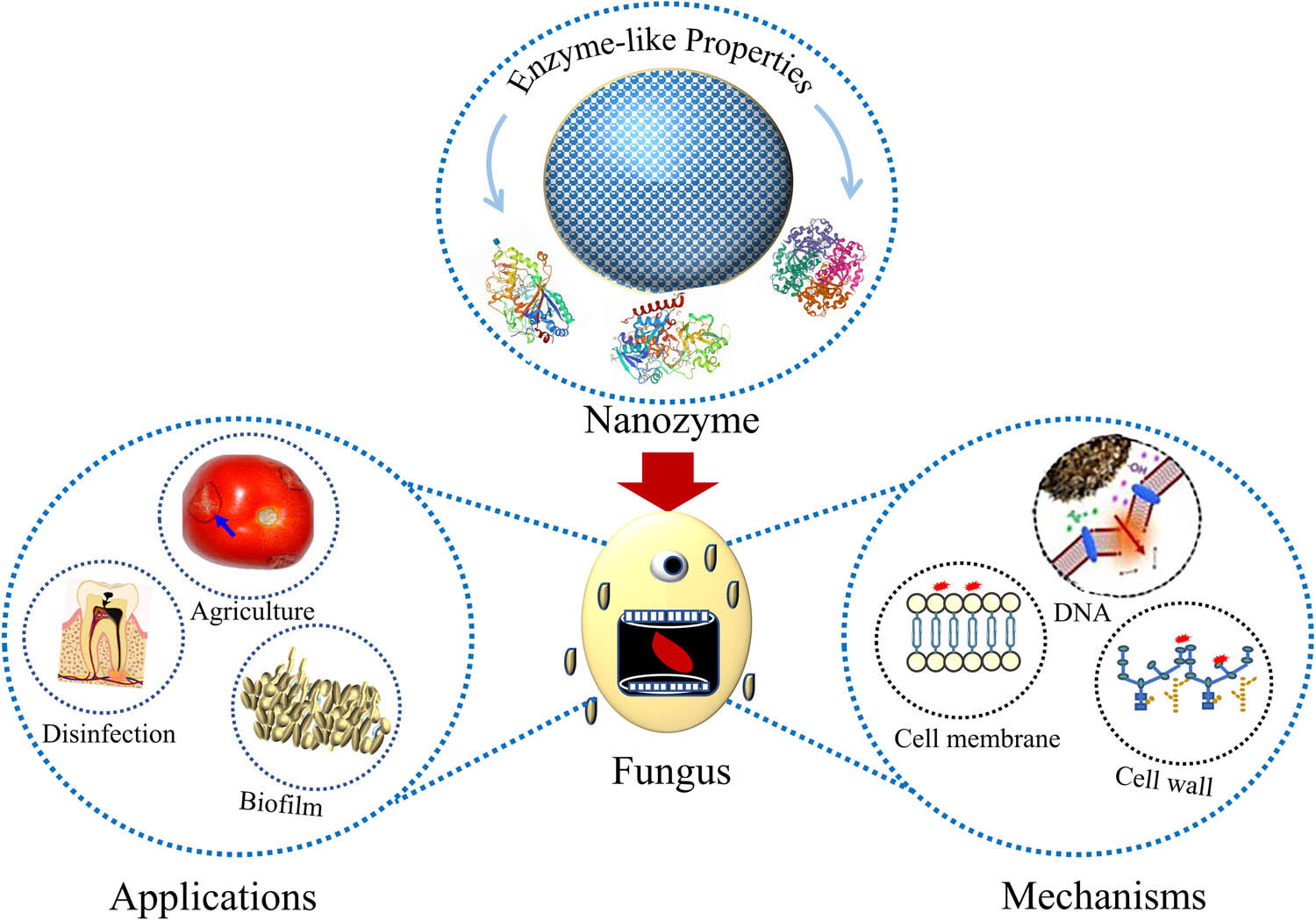 Figure 1 
               Schematic of nanozymes in antifungal applications and their mechanisms [45,49,58]. All images reproduced with permission.
            