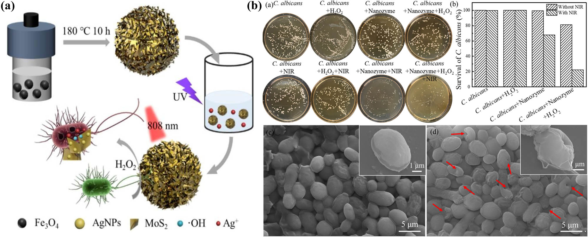 Figure 3 
                     (a) Schematic of the preparation of Fe3O4@MoS2-Ag for antibacterial or antifungal applications. (b) Fe3O4@MoS2-Ag nanozyme for antifungal assay assessed by colony imaging (a), survival assay (b), and scanning electron microscopic (SEM) imaging (c and d) [49]. All images were reproduced with permission.
                  
