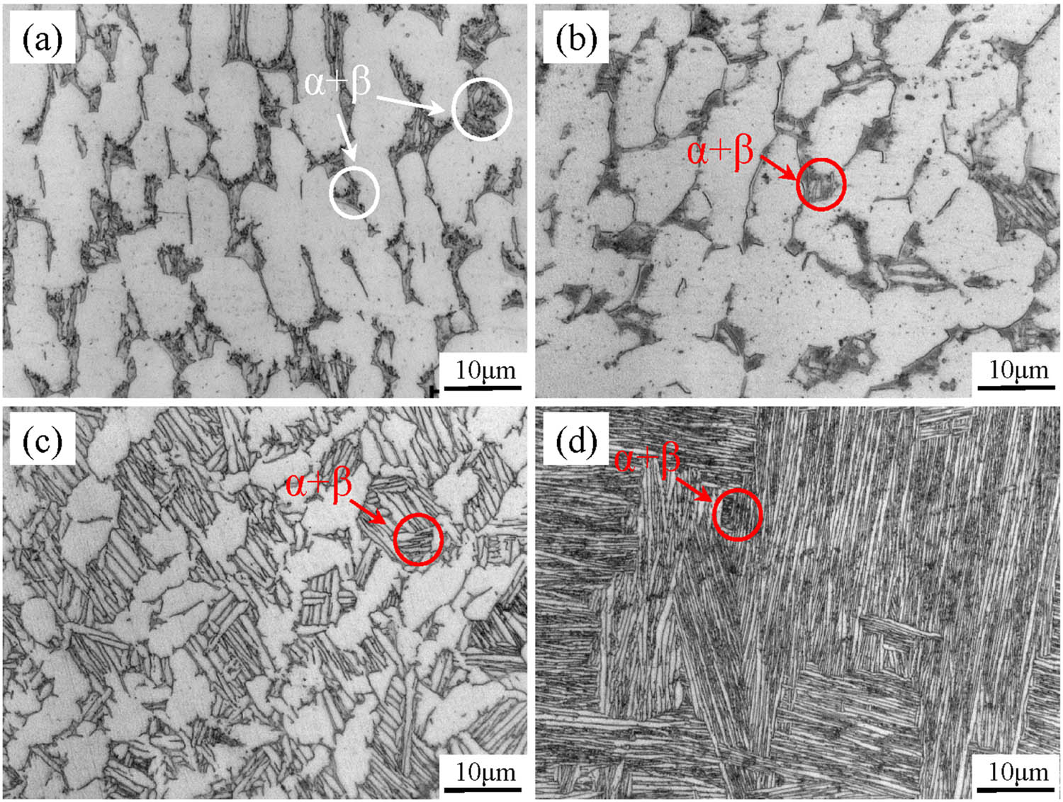 Figure 1 
                  Metallographic images of Ti80 alloy: (a) as-forged, (b) 900°C × 1 h/AC, (c) 980°C × 1 h/AC, and (d) 1,020°C × 0.5 h/AC.
               