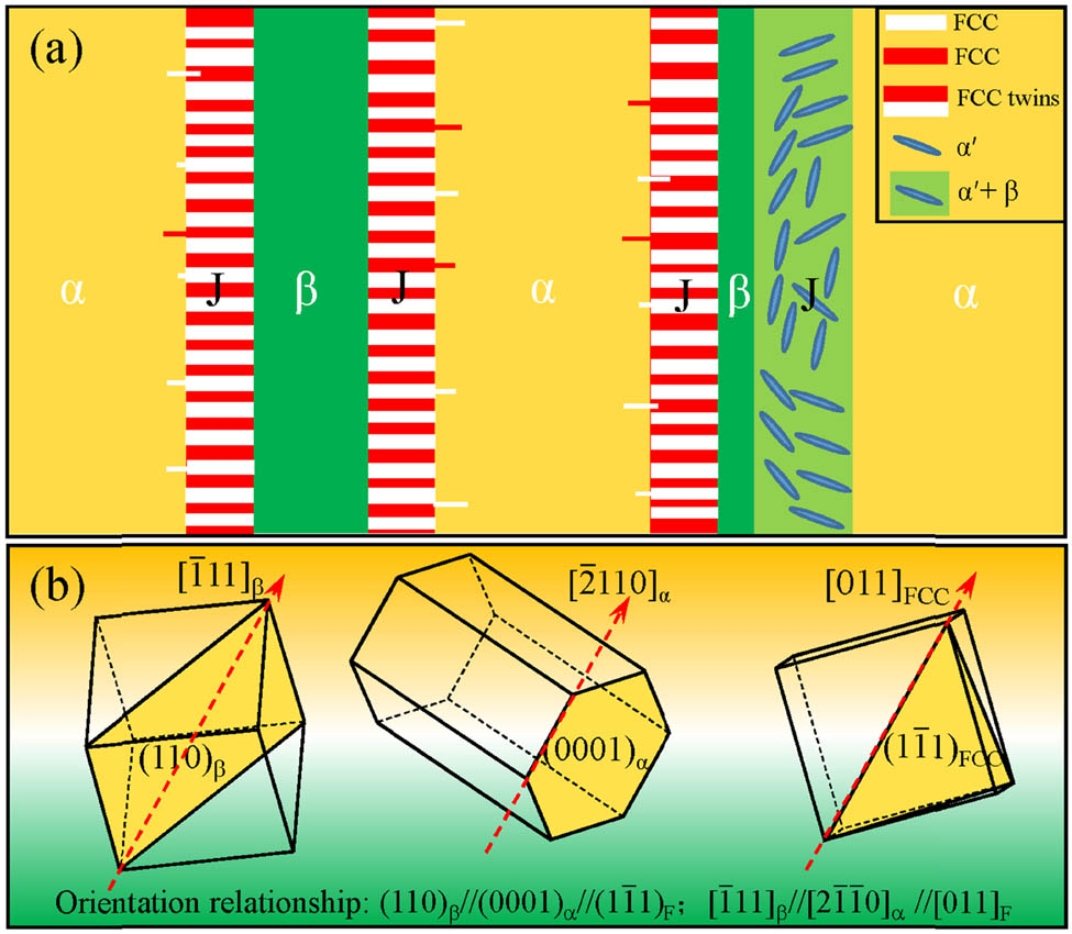 Figure 9 
                  Schematic diagram of interface layer and FCC phase: (a) microstructure morphology and (b) orientation relationship.
               