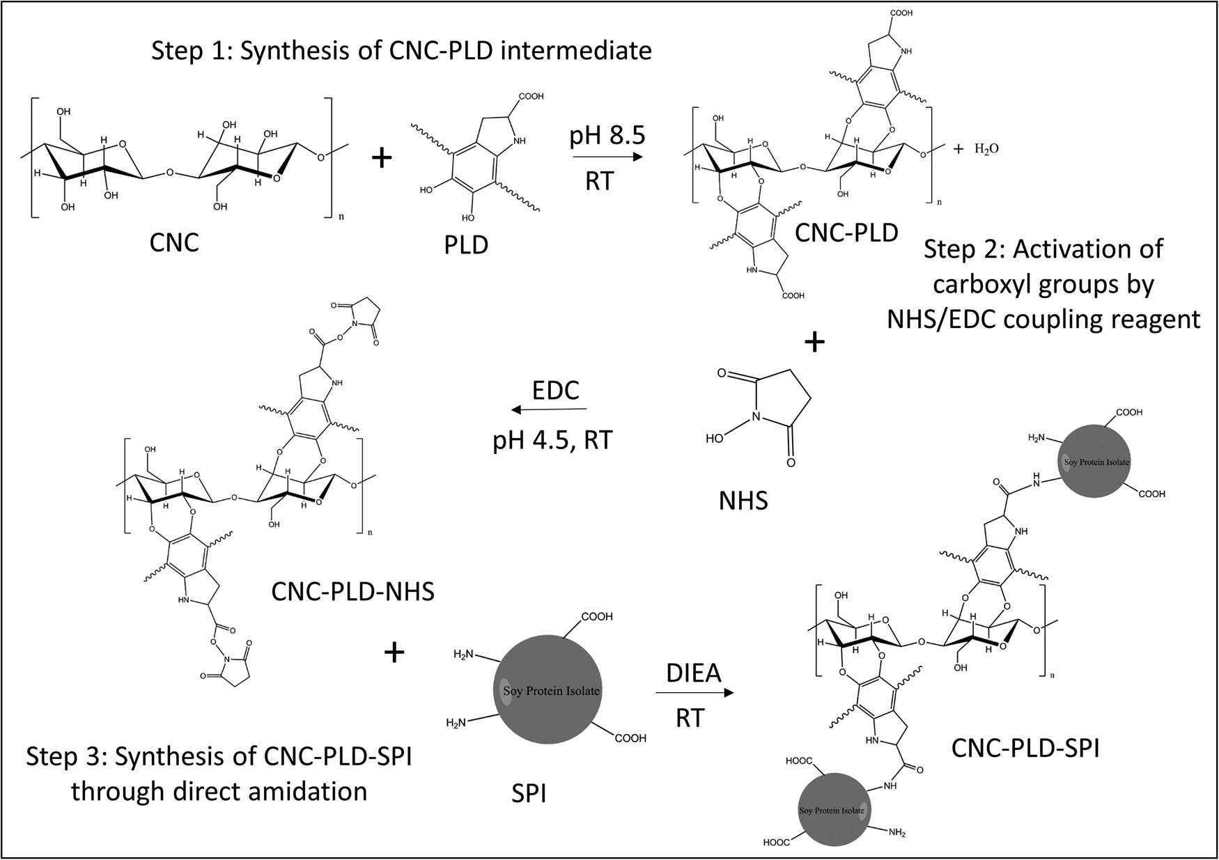 Figure 1 
                  Synthetic routes of CNC–SPI nanoconjugates using poly(l-dopa) as a linker and NHS/EDC as the coupling reagent.
               