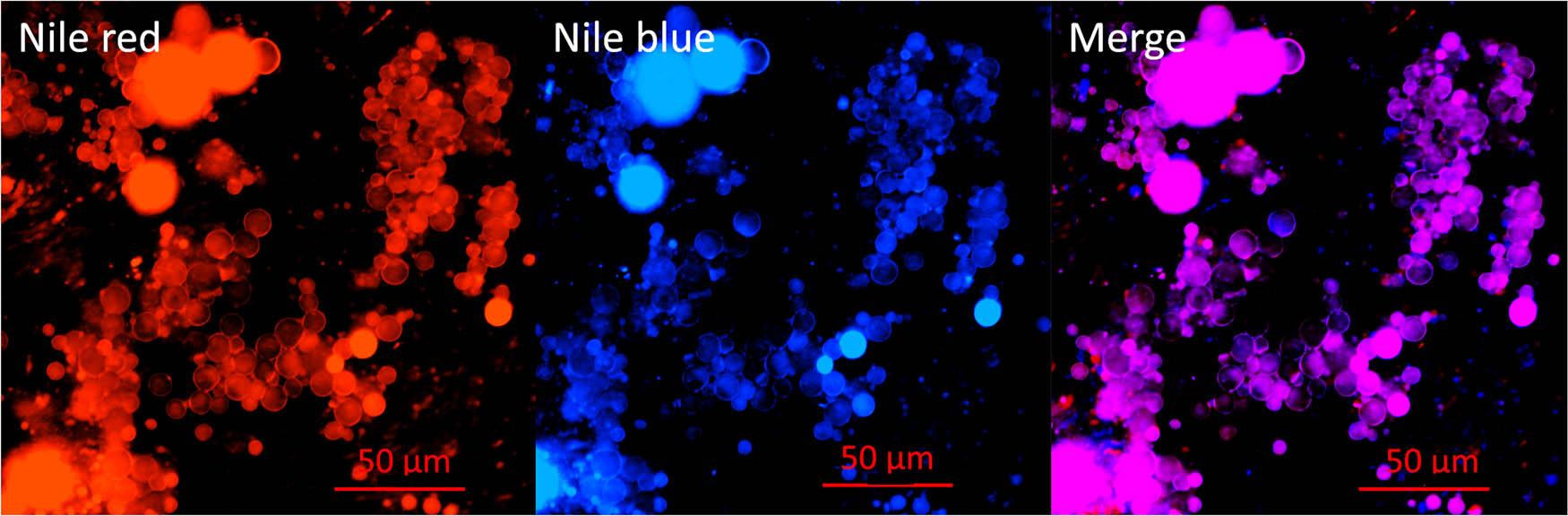 Figure 4 
                  Fluorescent micrographs of O/W Pickering emulsion stabilized by CNC–SPI nanoconjugates with double staining. The scale bar corresponds to 50 μm.
               