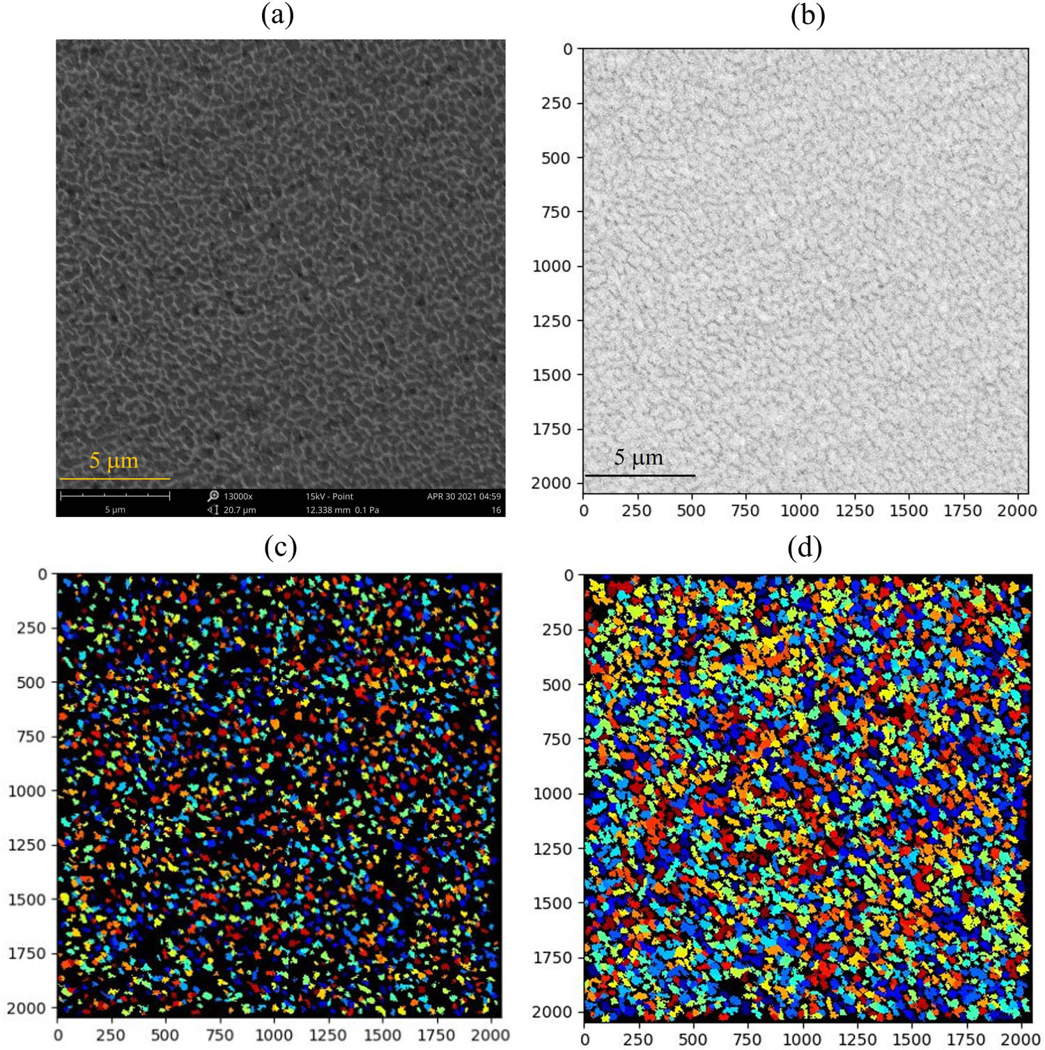 Figure 3 
                  Fine cellular zone cell detection of sample no. 13 of CNTs/AlSi10Mg nanocomposites: (a) the original SEM image of the fine cellular zone in CNTs/AlSi10Mg nanocomposites, (b) the inversed gray image, (c) a cell nuclei map generated from the inversed gray image, and (d) a cell segmentation map showing high fidelity representation of the cell shape and size of the fine cellular zone.
               