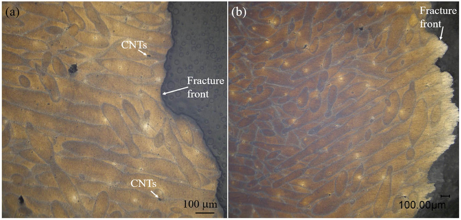 Figure 7 
                  Crack front melt pool morphology of the tensile test specimen showing (a) the crack propagation path deviations triggered by melt pool boundaries and (b) an elongated melt pool structure.
               