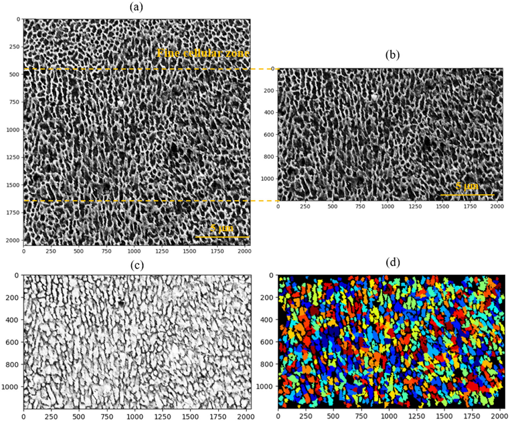 Figure 9 
                  Heat affected zone cellular structure cell detection: (a) subgrain cellular structure of CNTs/AlSi10Mg nanocomposites, (b) the HAZ coarse cellular zone, (c) inversed gray image of the HAZ coarse cellular zone and (d) the HAZ coarse cellular zone cell segmentation shows high fidelity representation of the cell shape and size.
               