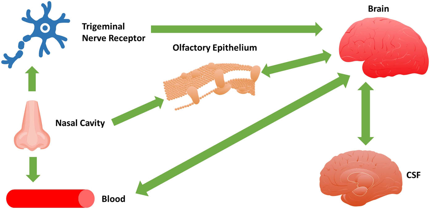 Figure 8 
                     Drug delivery to CNS by olfactory pathway.
                  