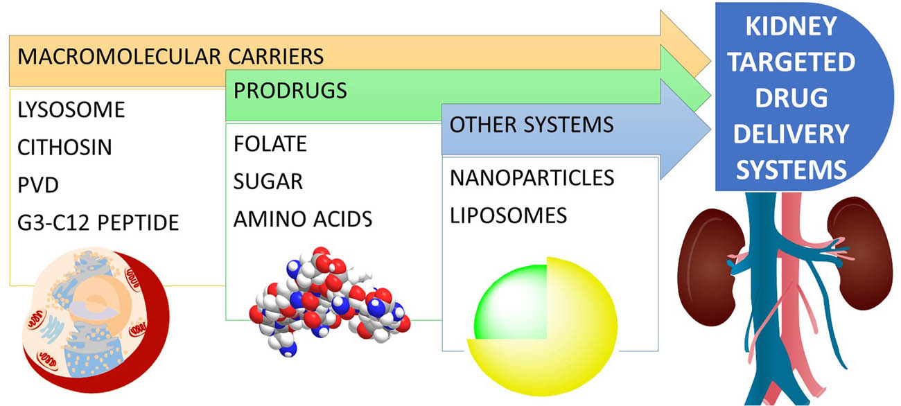 Figure 9 
                  Kidney-targeted drug delivery systems.
               