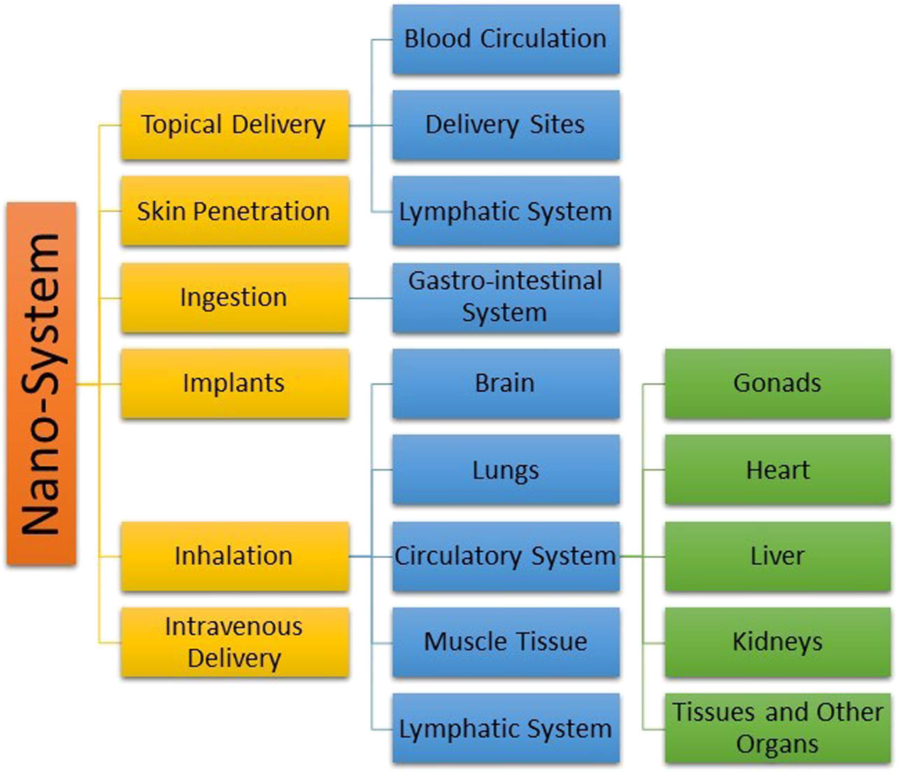 Figure 14 
               Nanosystem exposure routes and uptake organs.
            
