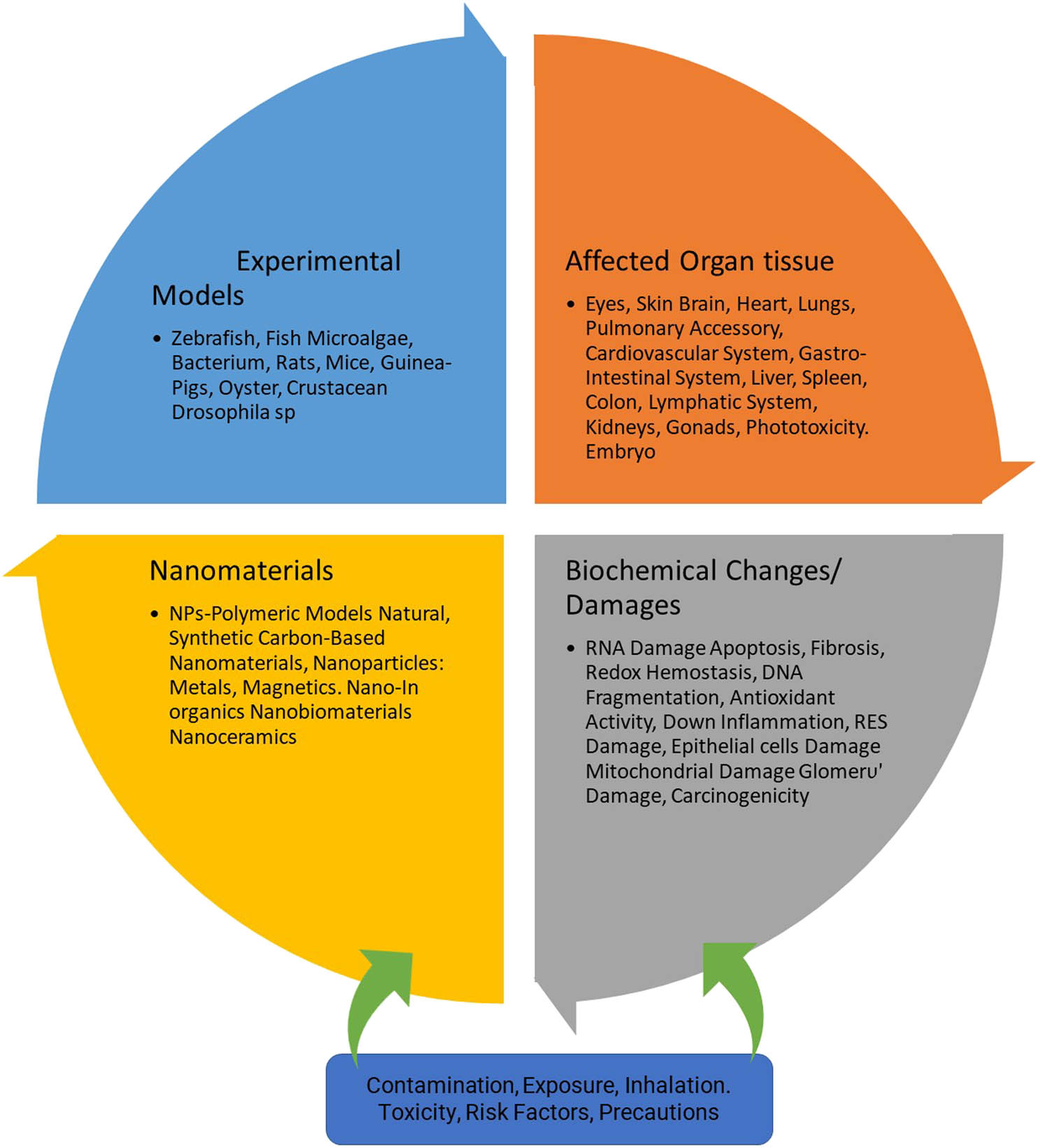 Figure 17 
                  Toxicity cycle components for nanotoxicity causative factors, experimental evaluation vehicles, organs, and tissues toxicity, and probably effected biochemical changes and observed damages.
               