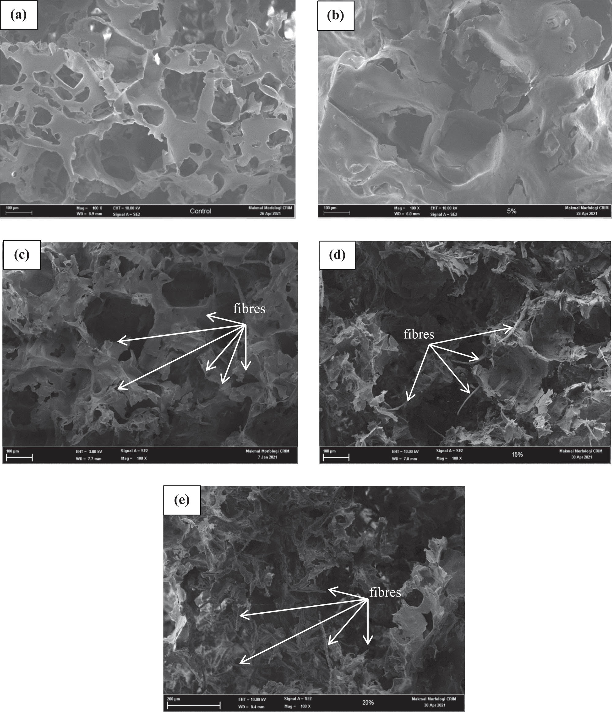 Figure 1 
                  FESEM structure of (a) PLACONTROL, (b) PLA/CNF-PP5, (c) PLA/CNF-PP10, (d) PLA/CNF-PP15, and (e) PLA/CNF-PP20.
               