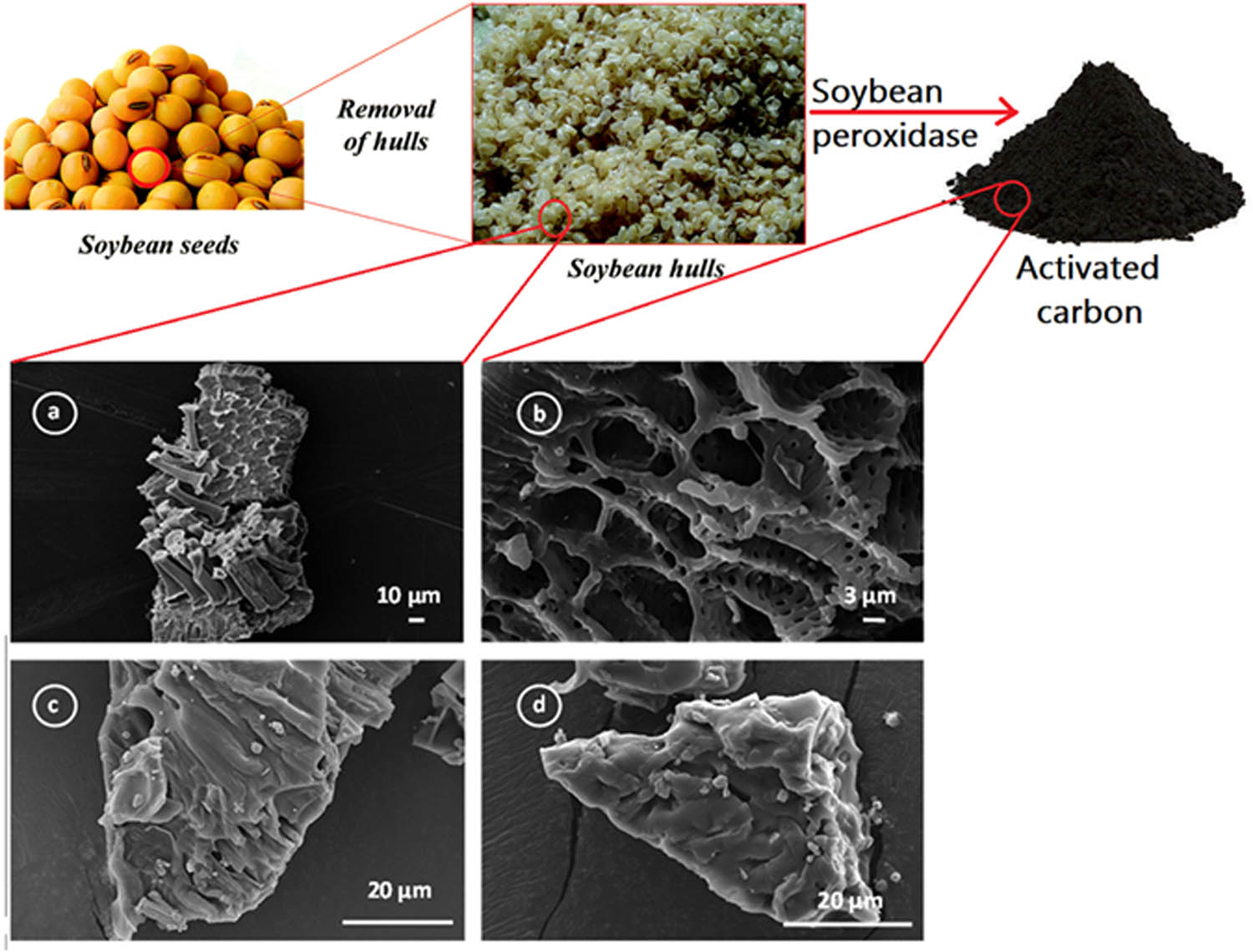 Figure 3 
                     Removal of soybean hulls to produce AC and scanning electron microscopy (SEM) images of precursor (soybean hulls) for AC (a) after activation with ZnCl2 and (b) after immobilization at different magnifications (c) and (d). Copyright © 2017, Royal Society Publishing Group [345].
                  