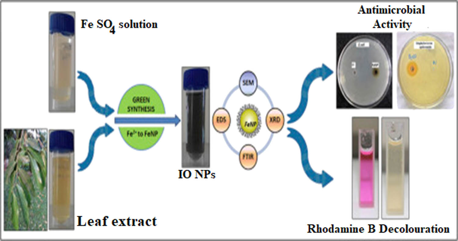 Figure 9 
                     Biosynthesis of IO NPs using Cynometra ramiflora leaf extract for biomedical and environmental applications.
                  