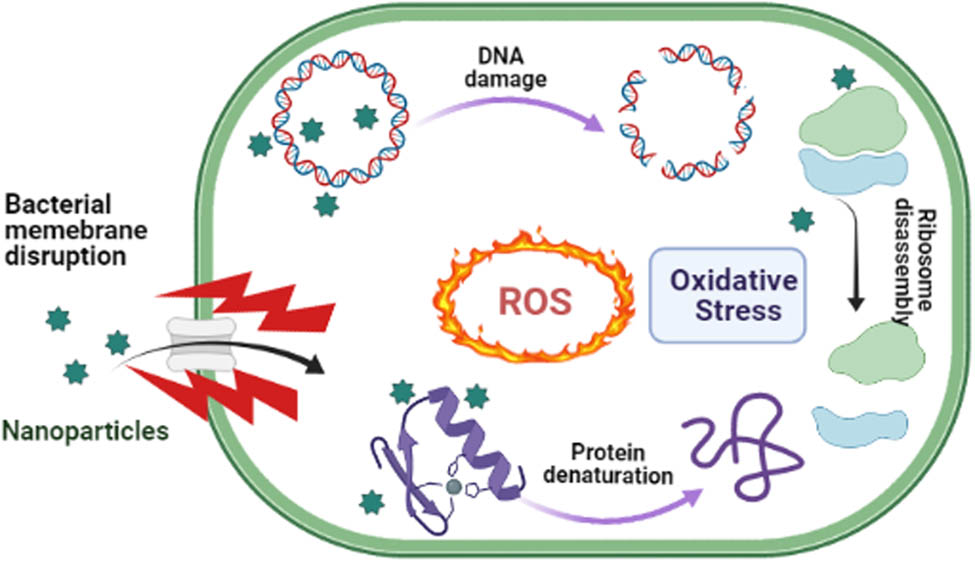 Figure 14 
                  General mechanisms for antimicrobial action of NPs.
               