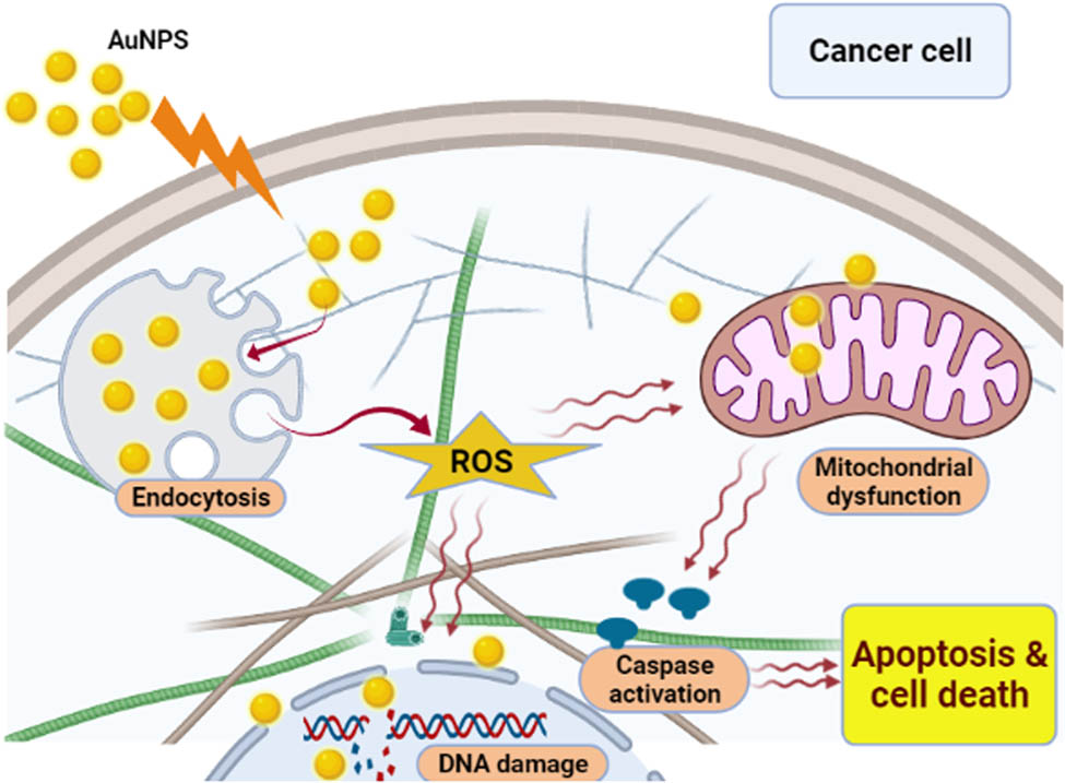 Figure 15 
                  Mechanisms of anticancer activity for Au NPs.
               