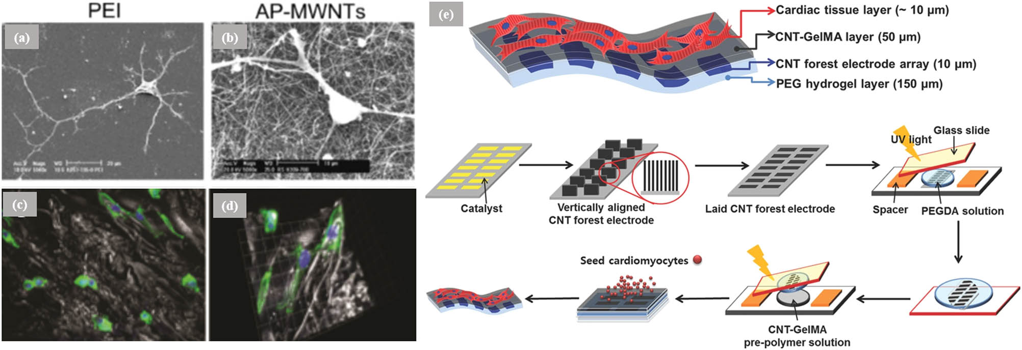Figure 15 
                     SEM images of neurons grown on polyethyleneimine (a) and MWCNT (b) [116]. Copyright 2015, Wiley. (c) Confocal microscopy images of osteoblasts attached on 10% nHA chitosan scaffold and (d) 3D morphology of attached cells [117]. Copyright 2019, Springer Nature. (e) A diagram exhibiting the synthesis process to produce 3D actuators composed of a multilayer hydrogel sheet impregnated with VACNT microelectrodes [118]. Copyright 2006, Springer Nature.
                  