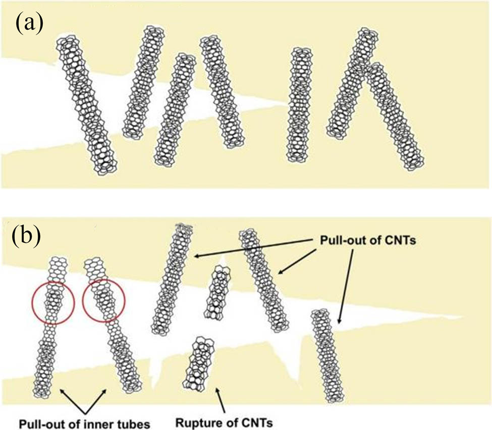Figure 13 
                  Fracture toughening mechanisms: (a) crack bridging of CNTs and (b) pull-out and rupture of CNTs [78].
               