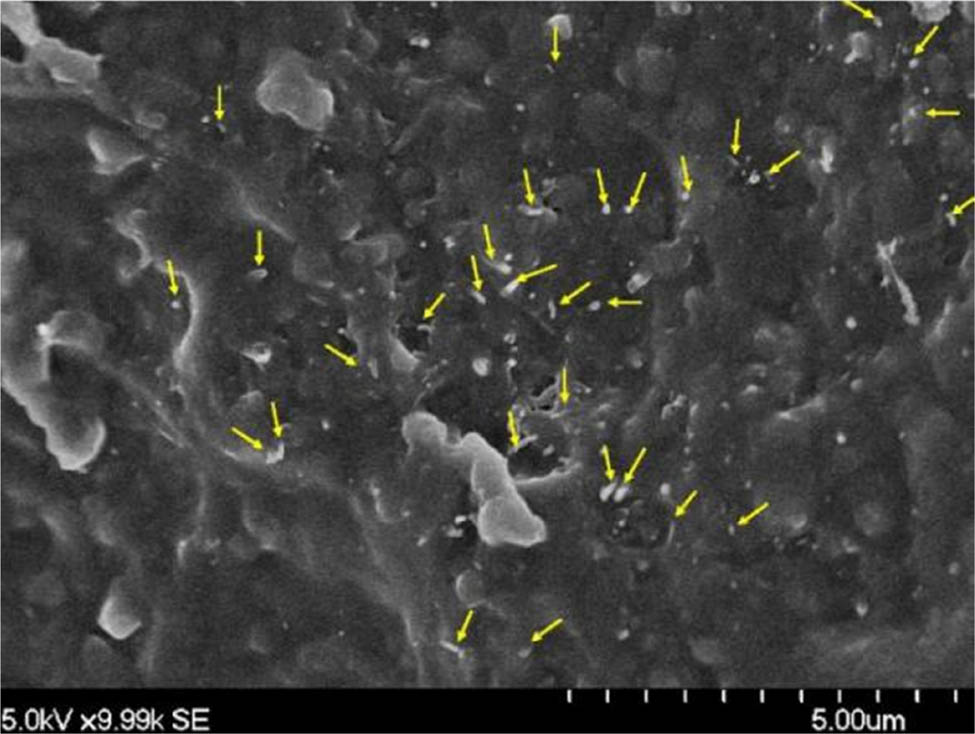 Figure 17 
                  The SEM image shows that the MWCNTs in the sample containing 1.5 wt% COOH-MWCNTs are distributed in the epoxy resin matrix [90].
               