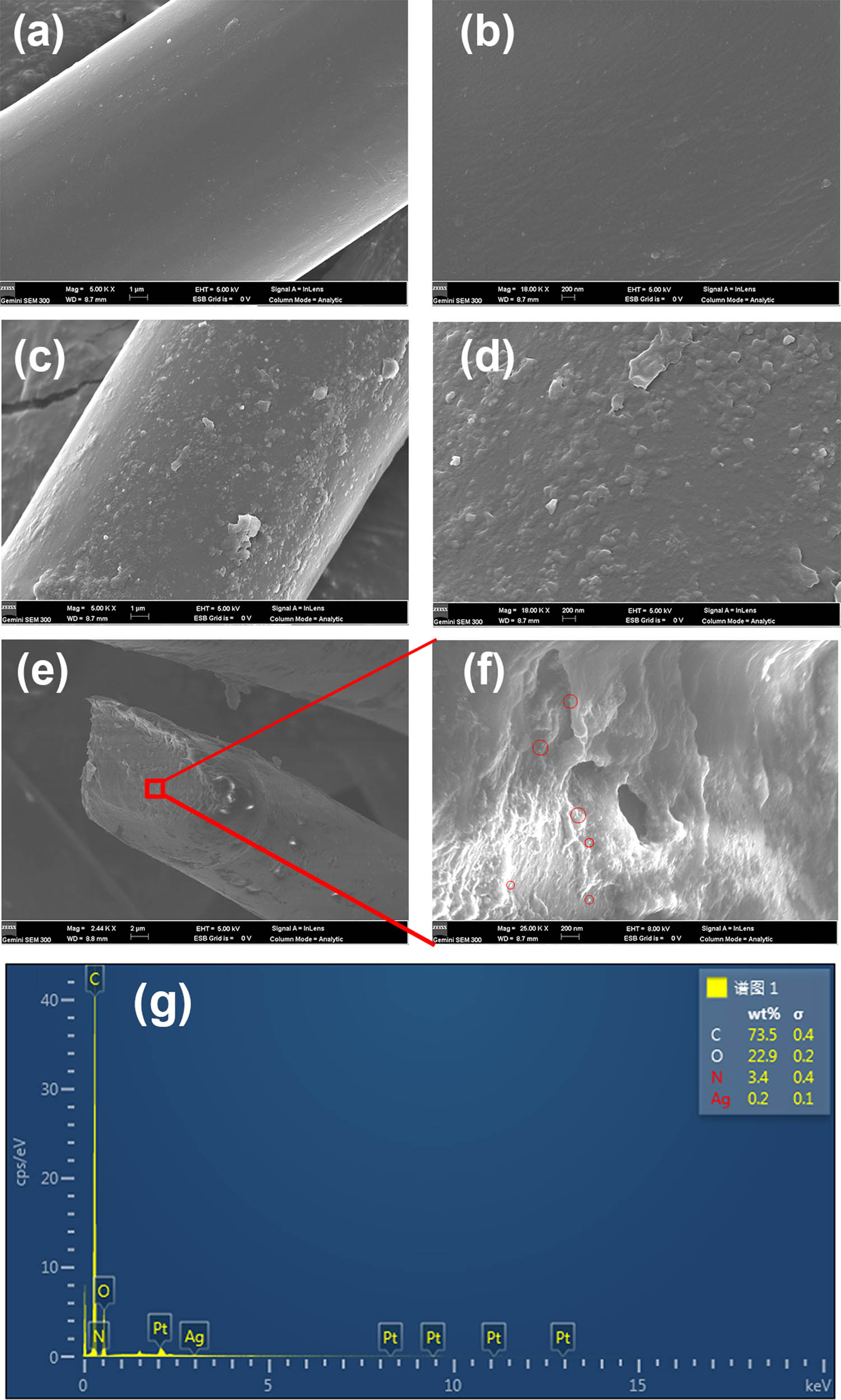 Figure 5 
               SEM images of (a and b) pure polyester fibers, the (c and d) longitudinal and (e and f) cross sections of AgNP-coated polyester fibers, and the (g) EDS spectra of coated polyester fibers. To observe the cross-section of fibers, polyester fibers were combed into bundles, cut by a slicer, and pasted on the vertical sample table by the conductive tape.
            