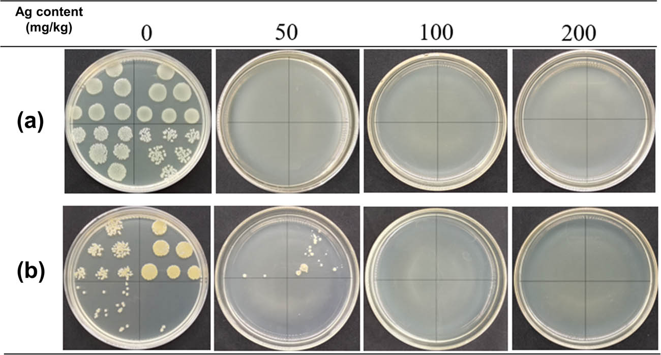 Figure 8 
               The antibacterial activity of AgNP-coated polyester fibers against (a) Escherichia coli and (b) Staphylococcus aureus.
            