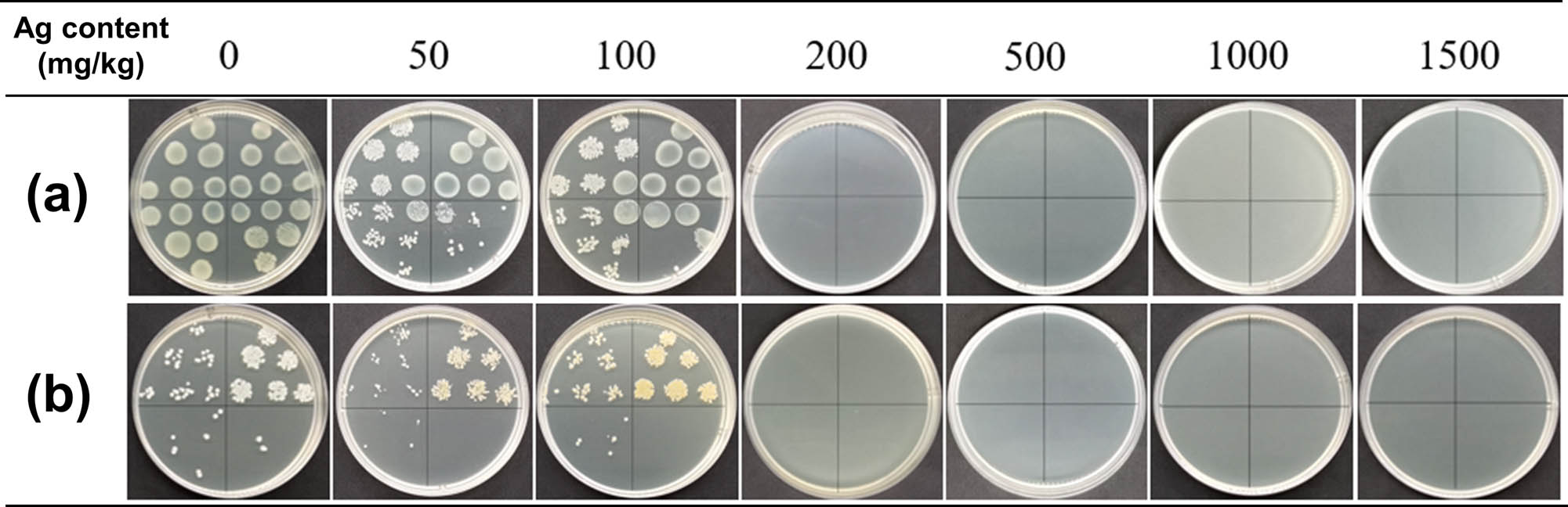 Figure 10 
               The antibacterial results against (a) Escherichia coli and (b) Staphylococcus aureus of the treated polyester fibers after laundering for 50 cycles.
            
