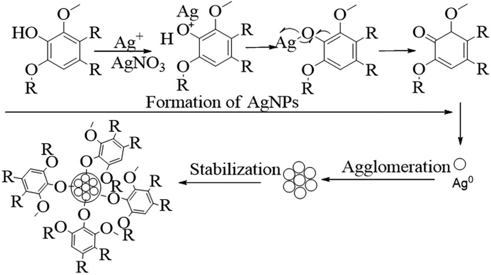 Figure 4 
                  Tentative mechanism and stabilization of biogenic AgNPs.
               
