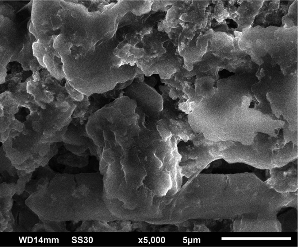 Figure 5 
                  SEM image of the synthesized AgNPs.
               