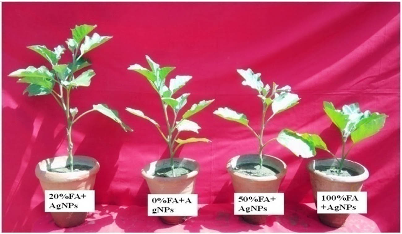 Figure 7 
                  Eggplants showing the effect of AgNPs and fly ash amendment in soil.
               