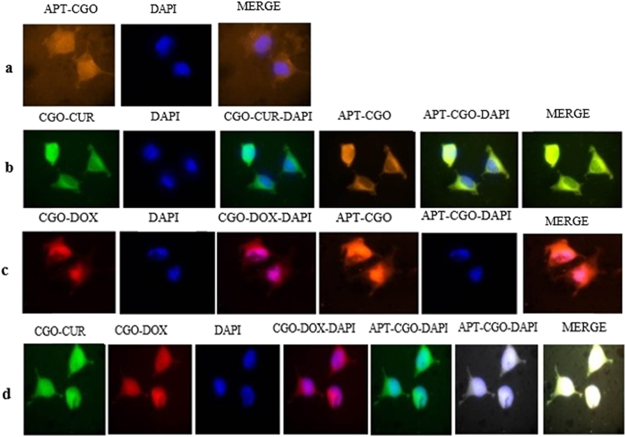 Figure 3 
                  Cellular uptake images of AGS cells, incubated with (a) APT-CGO, (b) APT-CGO-CUR, (c) APT-CGO-DOX, and (d) APT-CGO-CUR-DOX for 180 min. DAPI (blue) was used for nucleus staining.
               