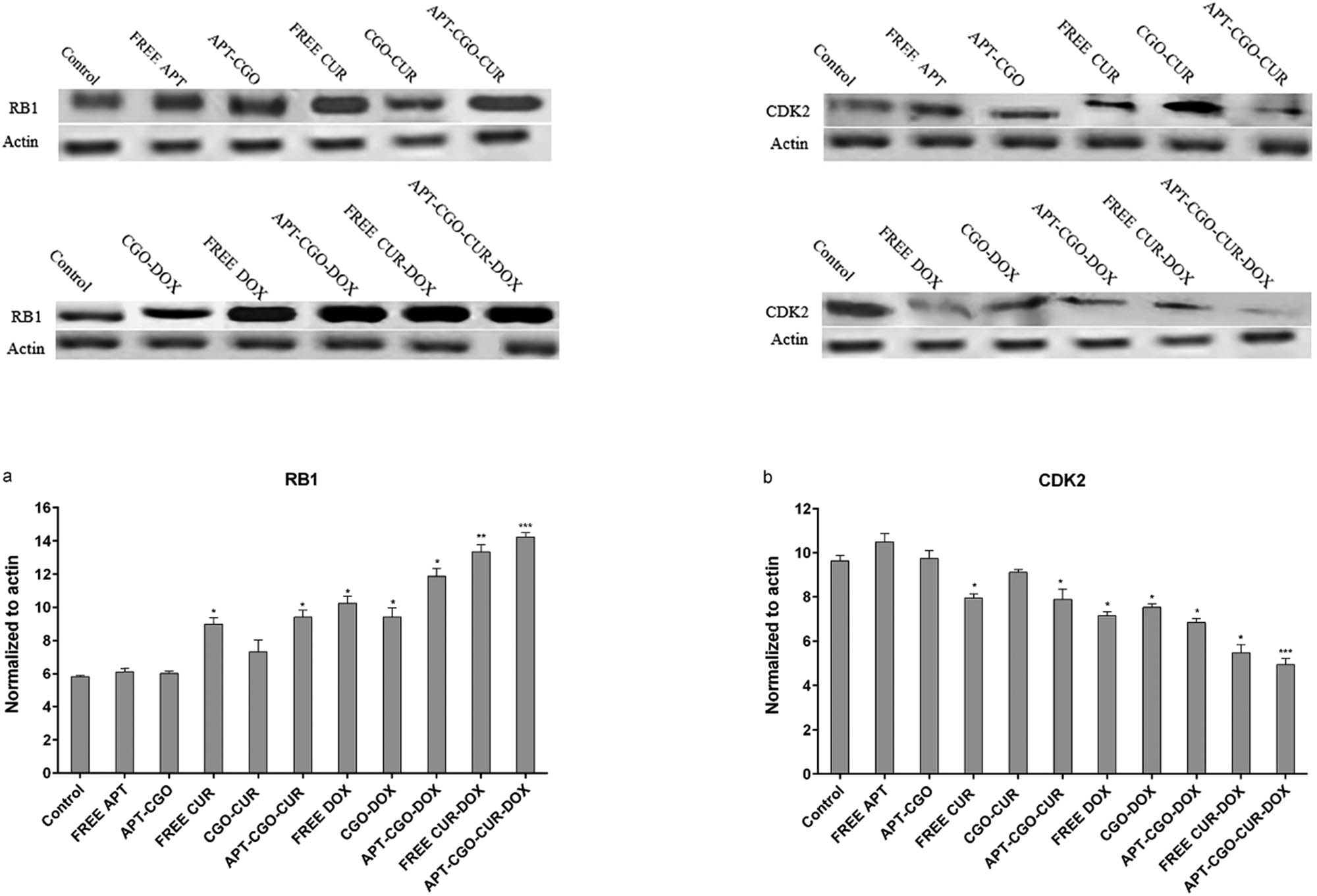 Figure 6 
                  Effect of different formulations on the protein levels of (a) RB1 and (b) CDK2.
               