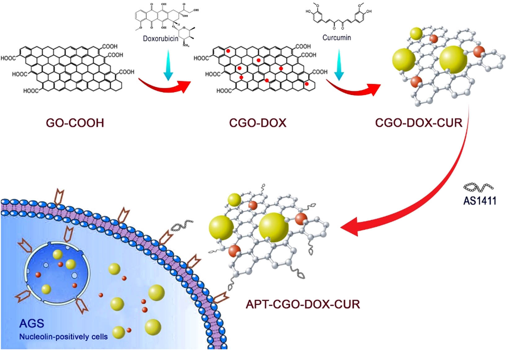 Scheme 1 
               Illustration of the synthesis procedure of the functionalized GO (APT-CGO) and its application in cancer therapy.
            