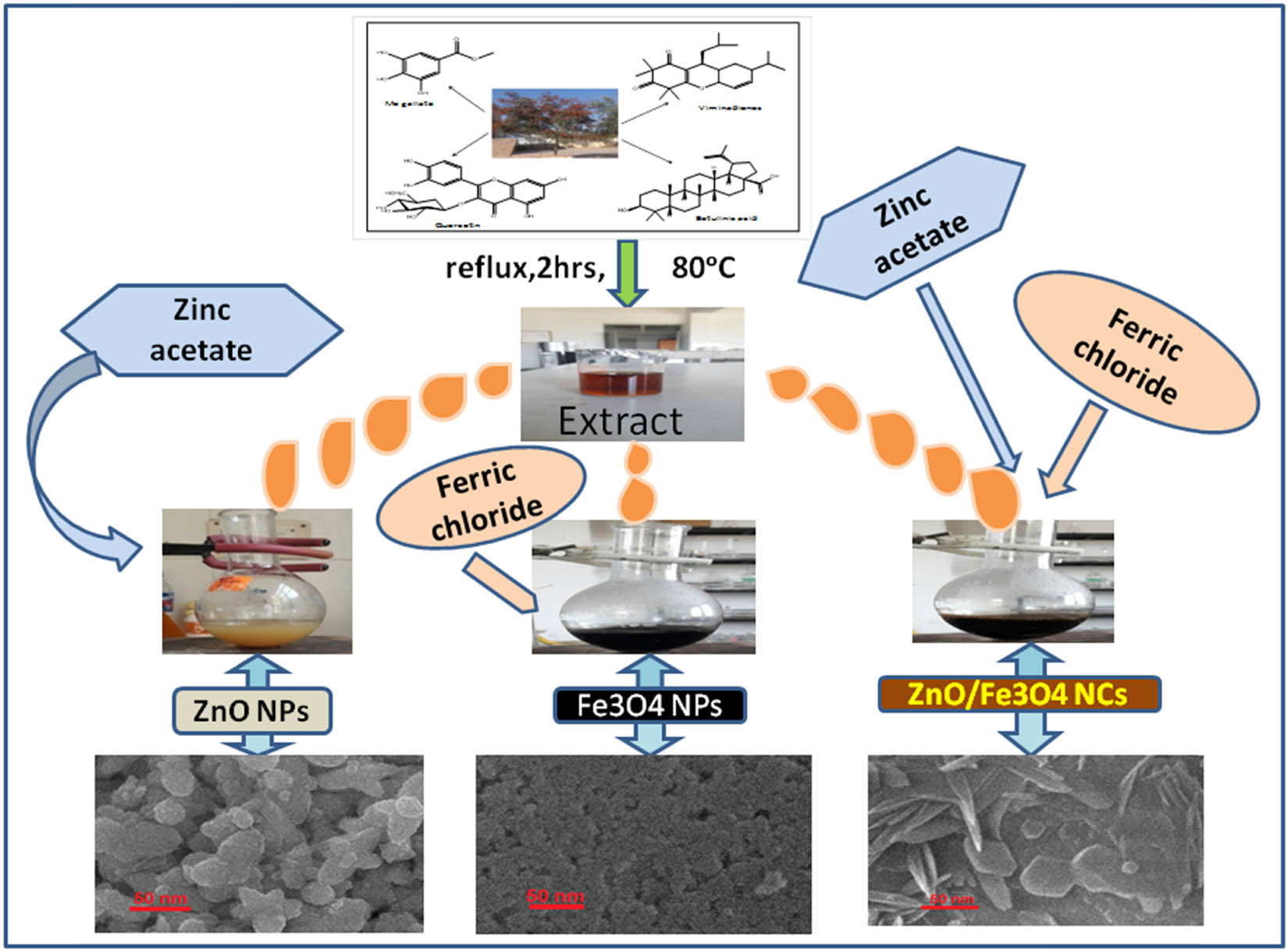 Figure 1 
                  Schematic of green synthesis of ZnO NPs, Fe3O4 (NPs), and ZnO/Fe3O4 NCs.
               