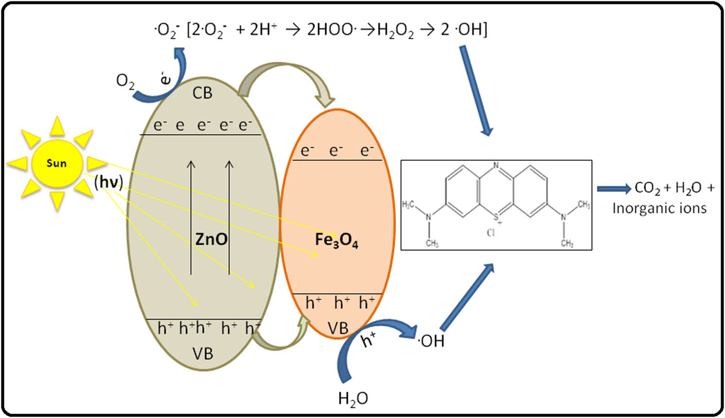 Figure 11 
                  Possible mechanism of photocatalytic degradation of MB in the presence of C. viminalis leaves’ extract-mediated biosynthesized ZnO/Fe3O4 NCs.
               