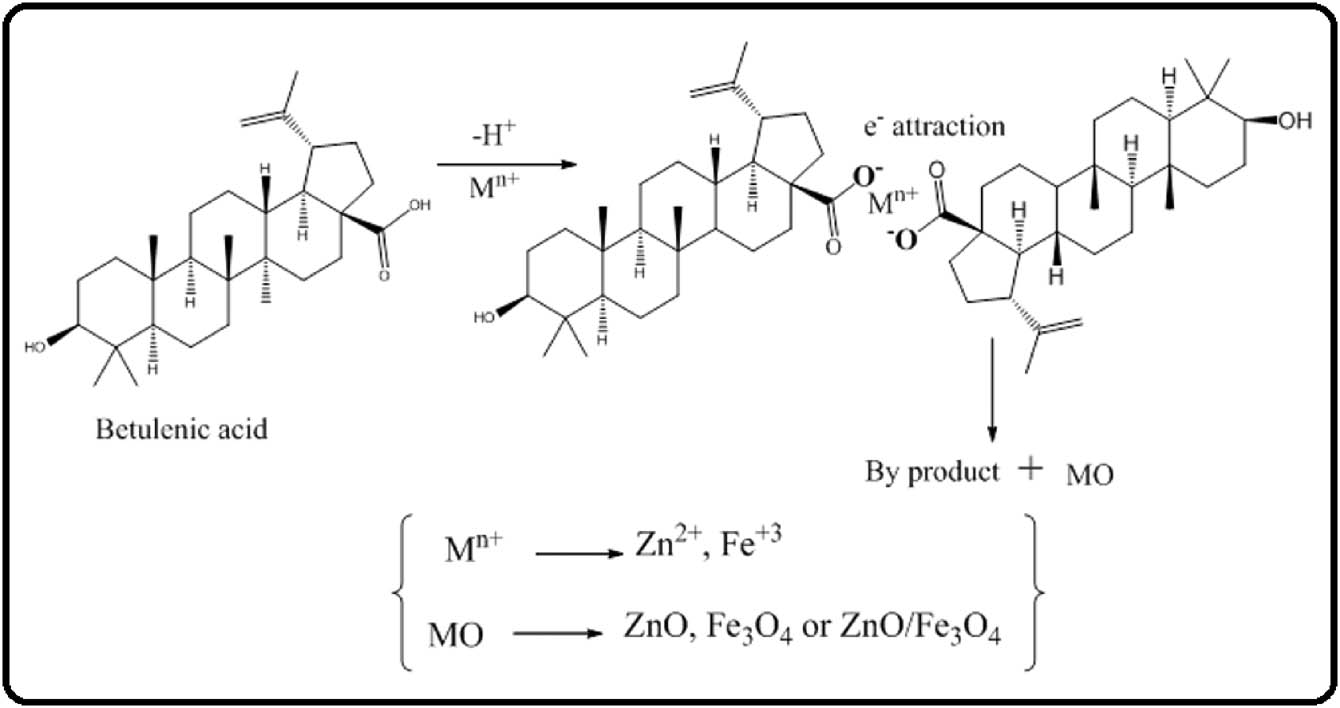 Scheme 1 
                     Proposed mechanism for the biosynthesis of ZnO, Fe3O4, and ZnO/Fe3O4 NCs.
                  