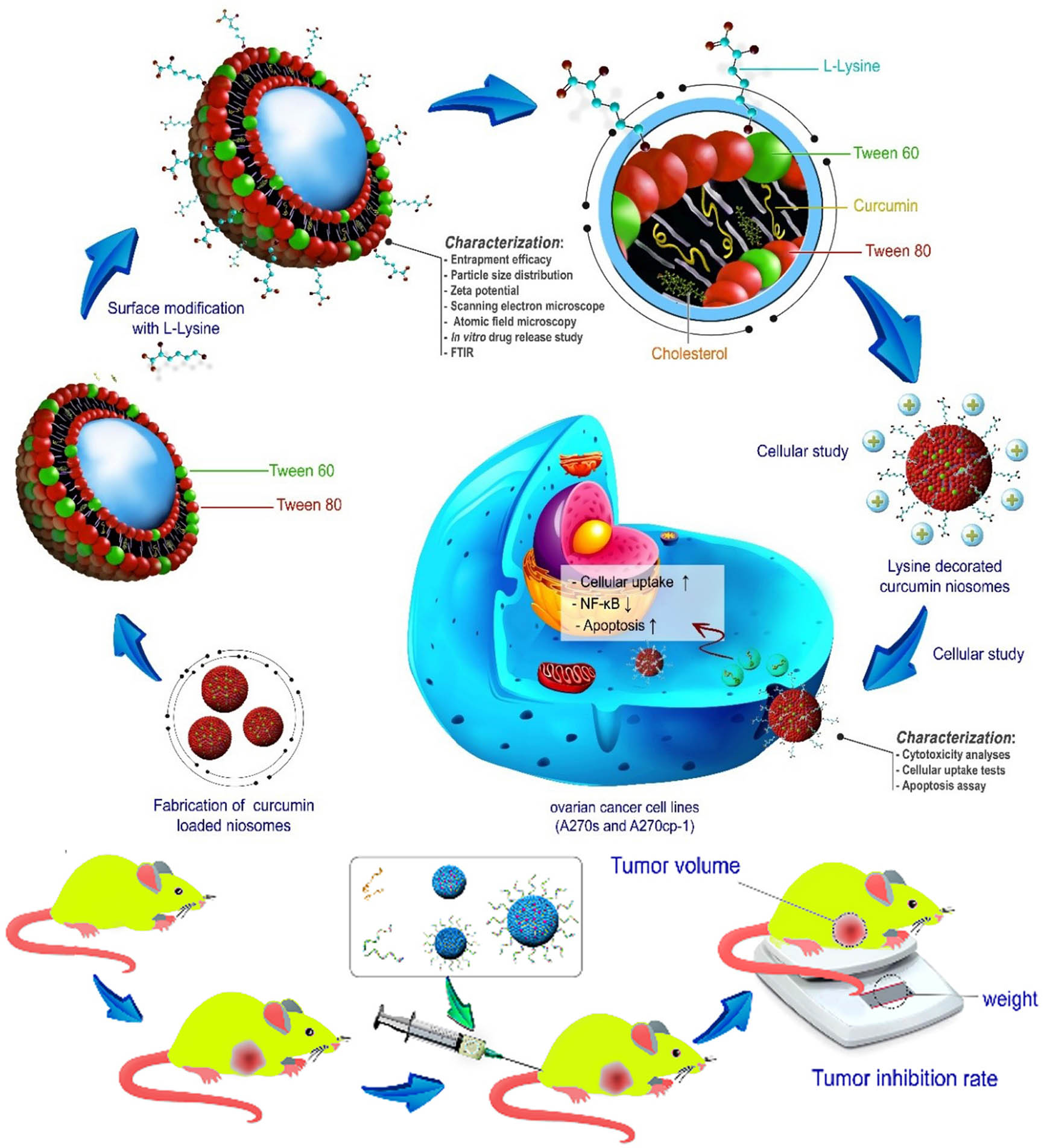 Figure 1 
               Schematic representation of fabrication and characterization of lysine-mediated niosomal NPs loaded with Cur.
            