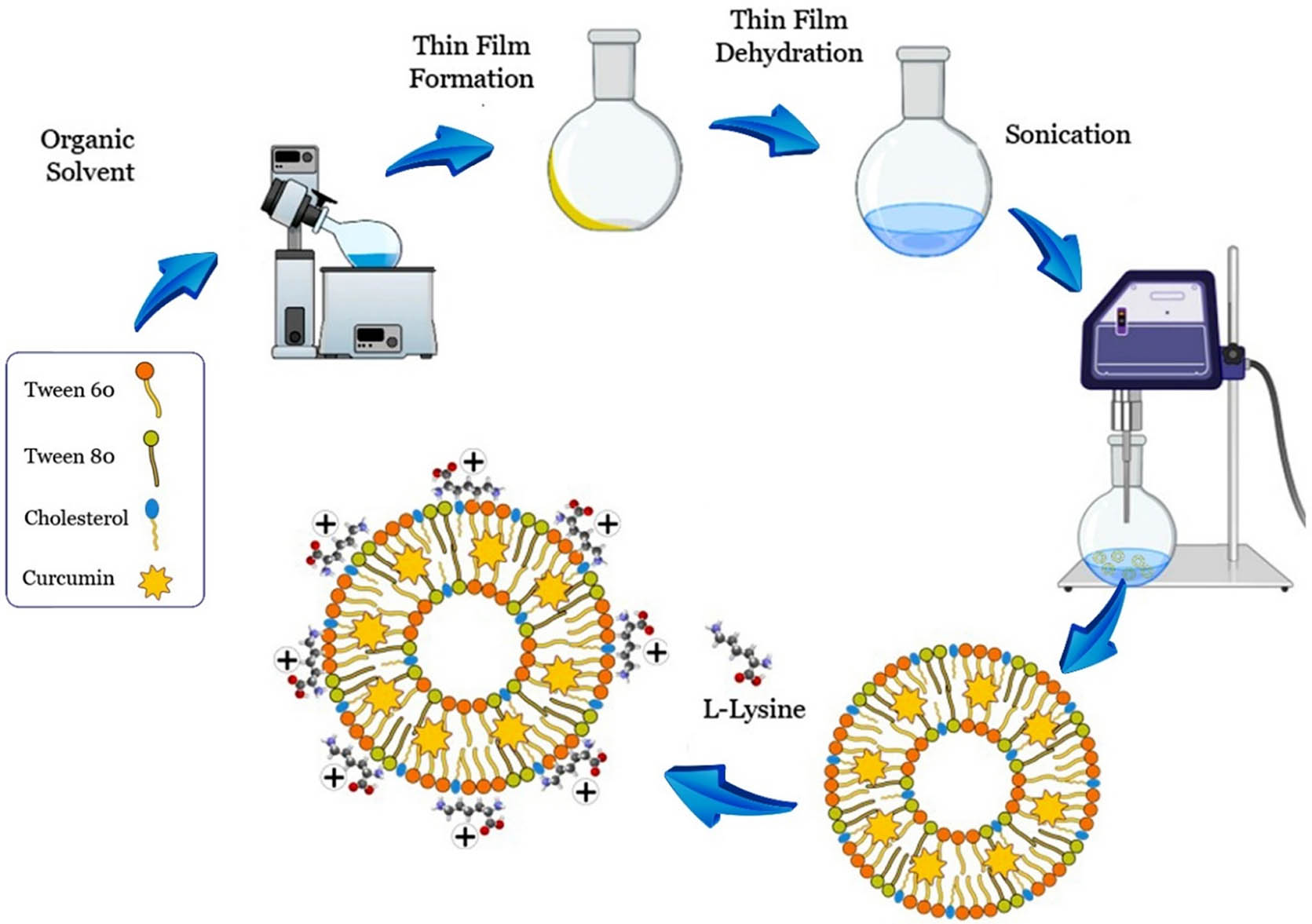 Figure 2 
                  Schematic representation of the synthesis method and preparation of lysine-mediated niosomal NPs loaded with Cur.
               