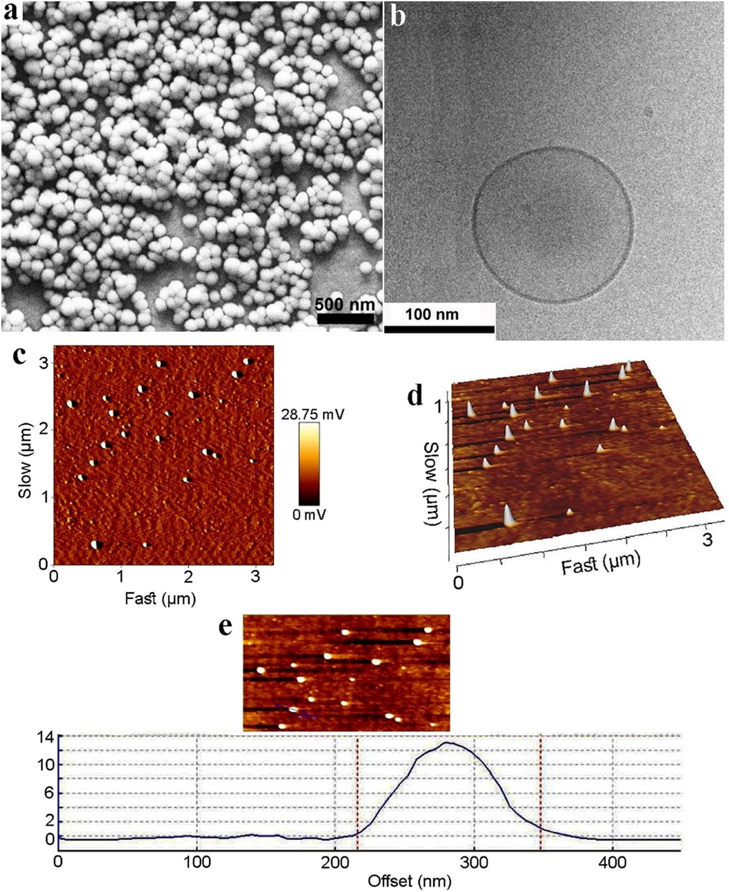 Figure 3 
                  (a) SEM image of the modified niosomal NPs; (b) cryo-TEM image of the modified niosomal NPs; (c–e) 2D, 3D, and line analysis of the AFM image of the modified niosomal NPs, respectively.
               