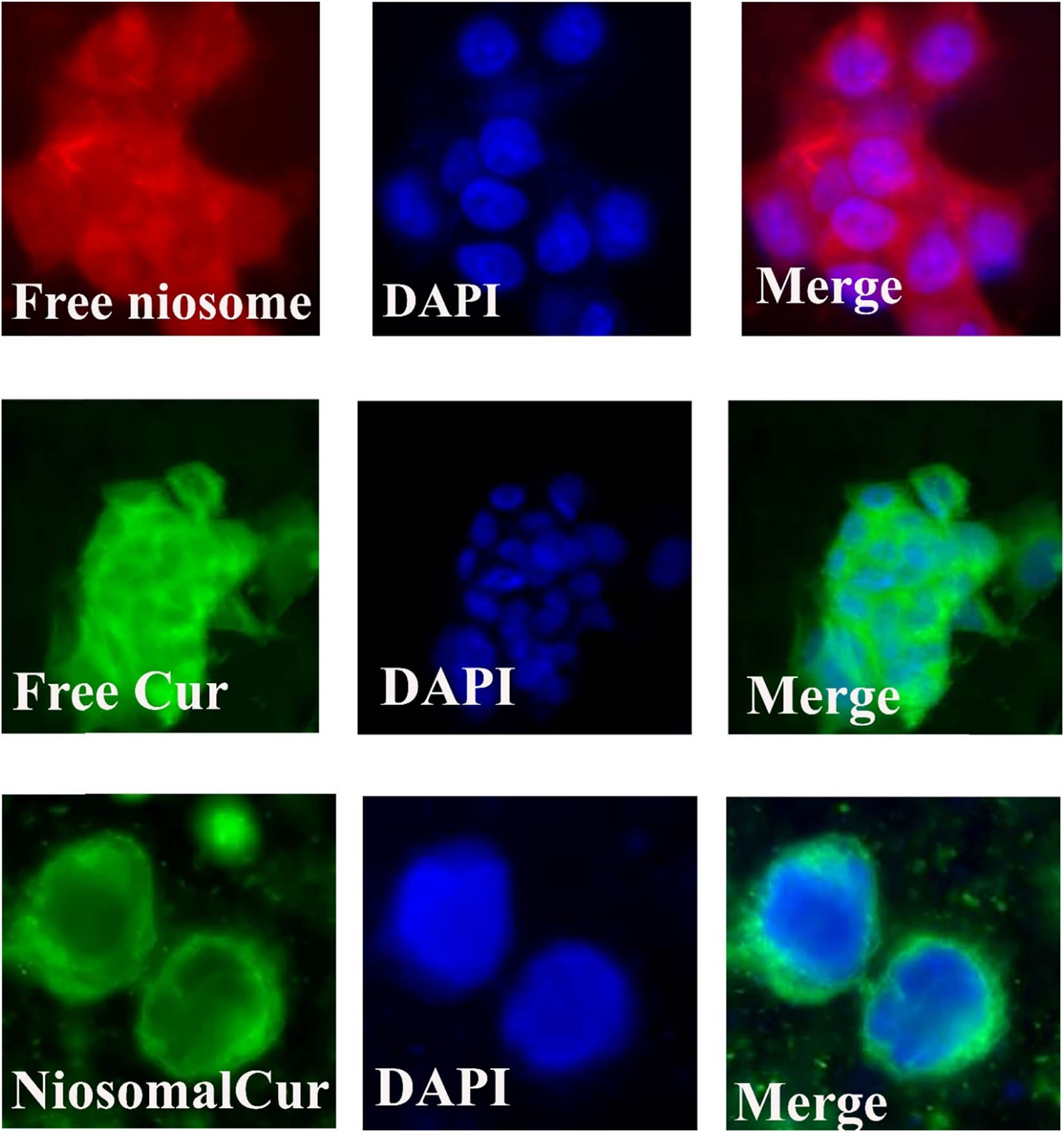 Figure 8 
                  Cellular uptake images of A270cp-1 incubated with the modified niosomal NPs for 4 h.
               