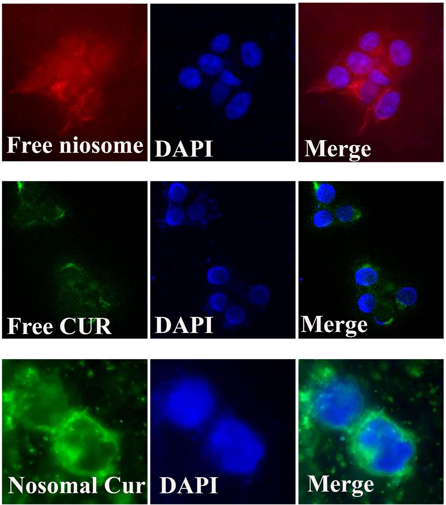 Figure 9 
                  Cellular uptake images of A270s incubated with the modified niosomal NPs for 4 h.
               