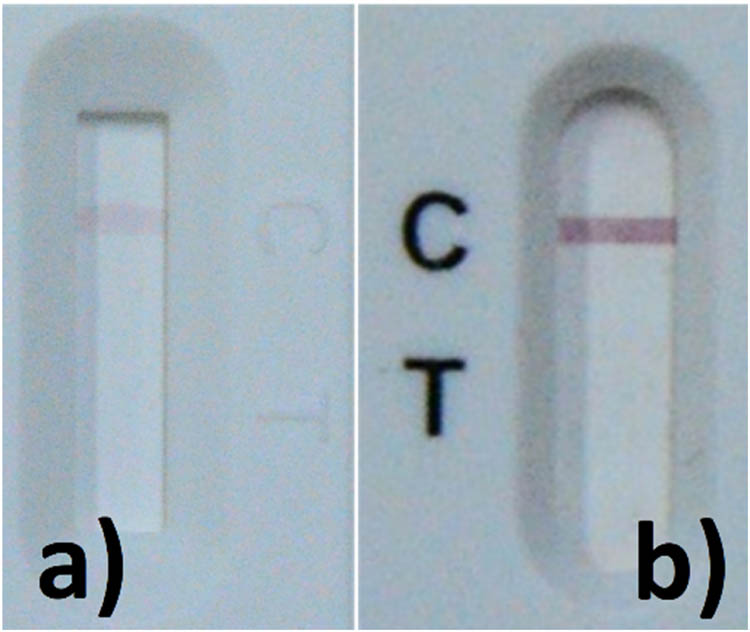 Figure 9
(a) Control line on the prototype LFIA strip and (b) control line on the commercial LFIA strip.