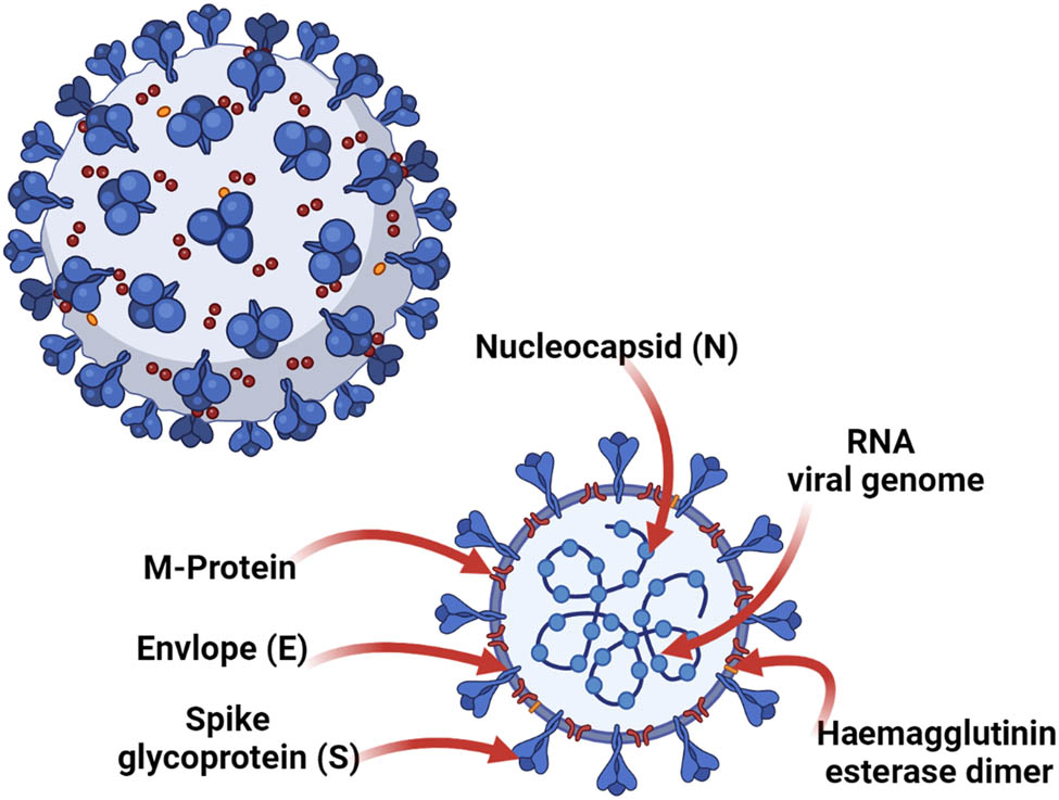 Figure 2
The structure of SARS-CoV-2 virus.
