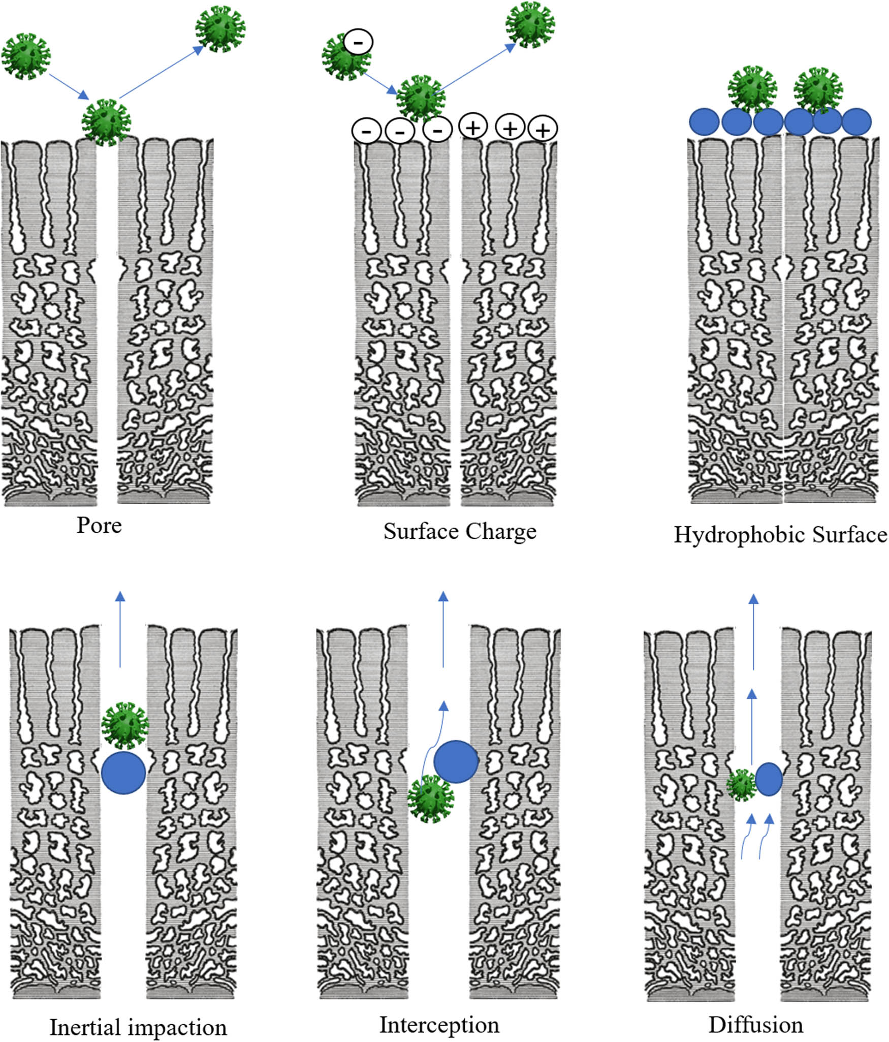 Figure 4
A schematic diagram for membrane mechanisms for removing viruses from water.