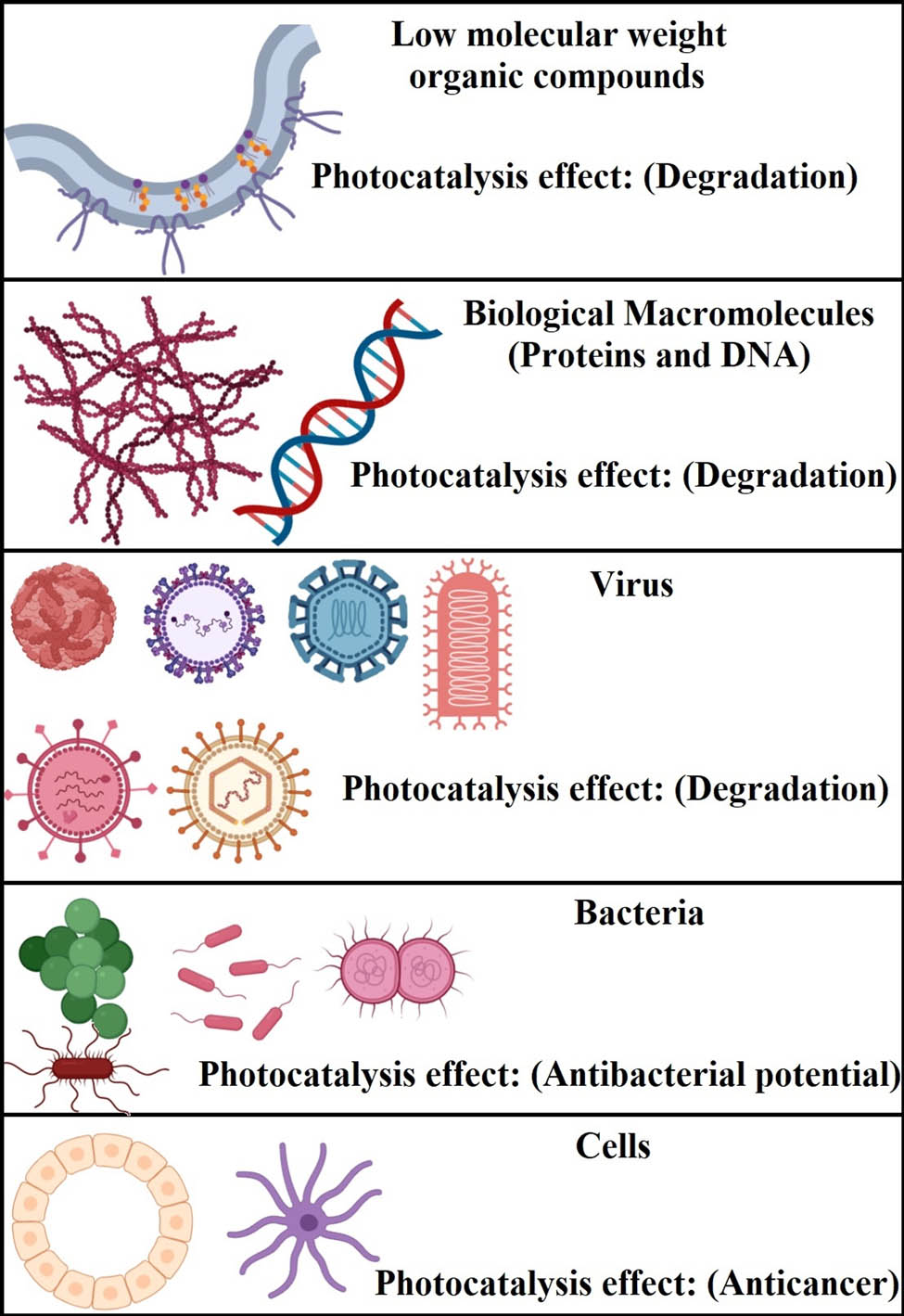 Figure 10
Photocatalytic effects and living cells.