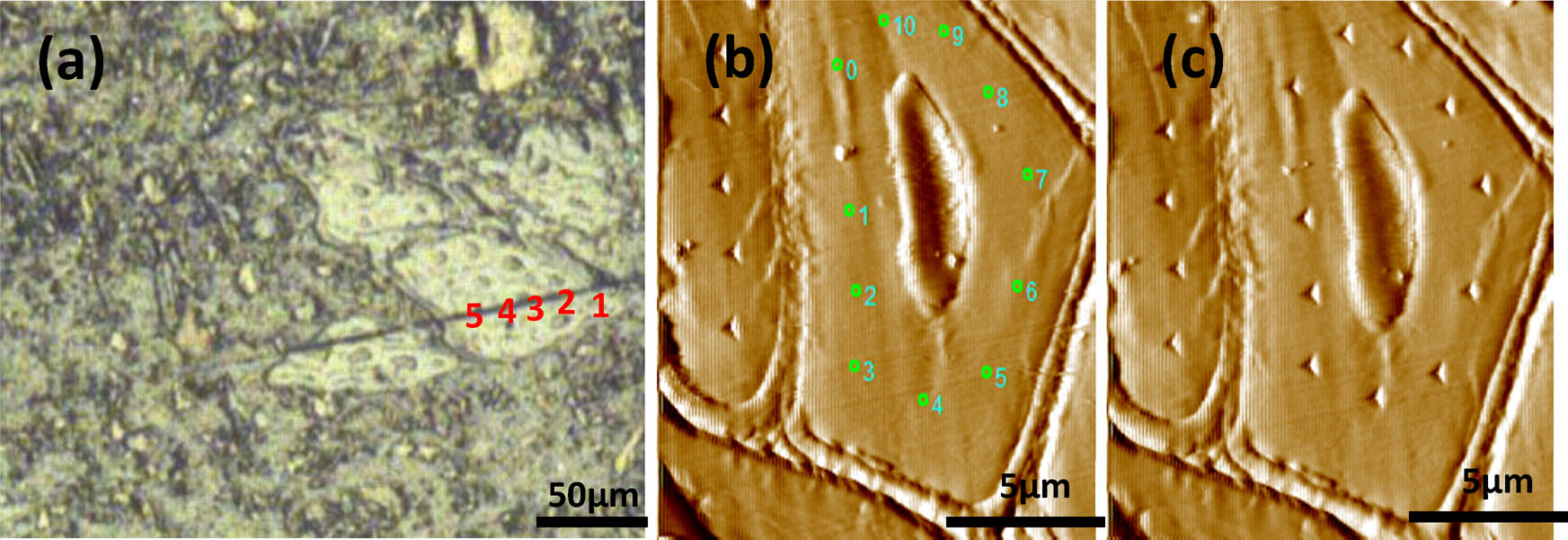Figure 2
Typical in situ imaging nanoindentation test: (a) microscope image of testing cells in transverse section, (b) image of cell walls in region 1 of (a) before indenting, and (c) image of cell walls in region 1 of (a) after indenting.