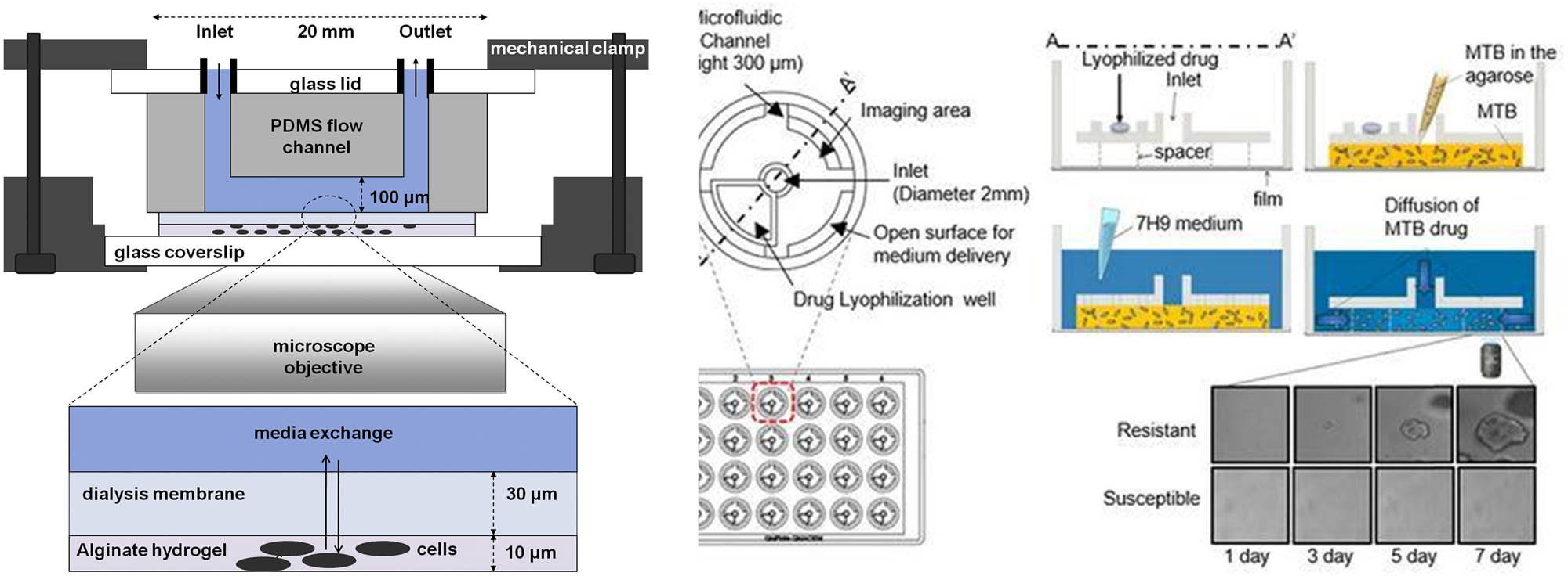 Figure 1 
                  Left: Schematic of the microfluidic device presented in ref. [21], based on the hydrogel matrix. On top of a coverslip, cells are embedded in the thin alginate hydrogel, covered by a cellulose dialysis membrane that allows media diffusion. Mechanical clamps and a glass lid seal the PDMS flow channel structure. Right: Sketch of the automatic disc agarose channel chip and trapping methodology in agarose matrix used in refs [18,22]. (leftmost) Top view of the chips within 24-well plate, with channels, inlet, and drug reservoirs depicted. (rightmost) The experimental process of loading Mtb cells within an agarose matrix, covering with media and diffusion of anti-TB drugs within the media can be observed. Images reproduced with permission from TB (left, [21]) and Applied Microbiology and Biotechnology (right, [22]).
               
